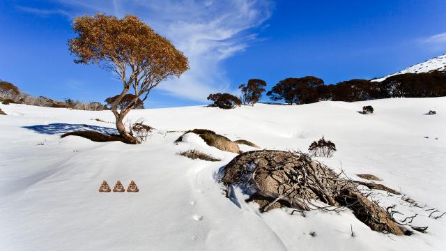 Poo Mountain: Visitors Are Leaving Fecal Piles in the Australian Alps and It’s Causing a Whole Bunch of Problems