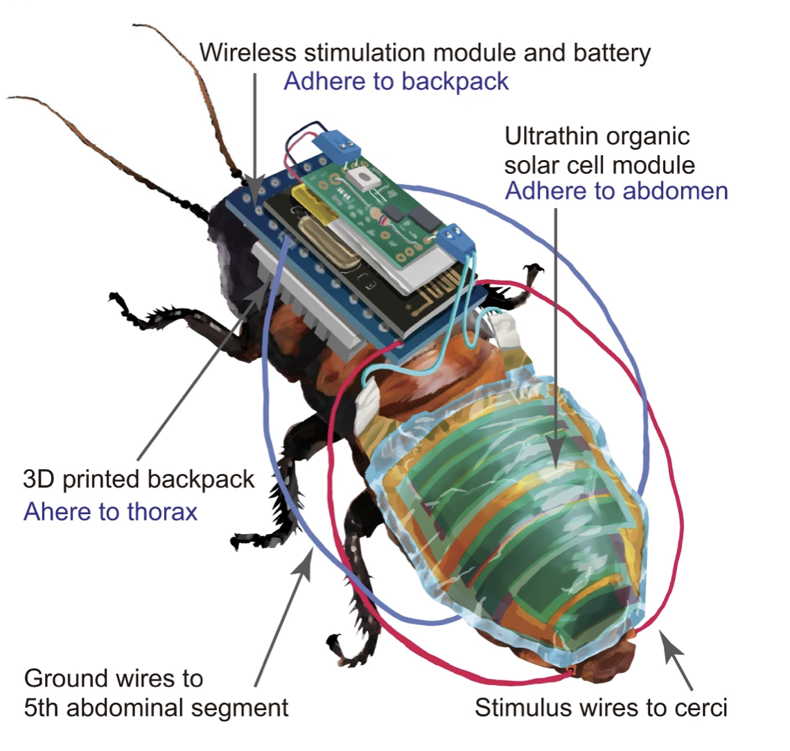 Researchers Created a ‘Cyborg Cockroach’ With a Backpack Camera to Inspect Disaster Zones
