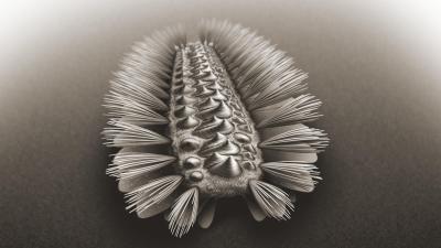500-Million-Year-Old Fossil Reveals a Worm Covered in Bristles