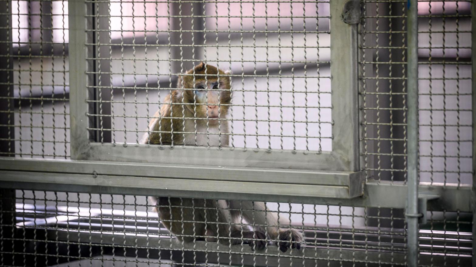 This picture taken on May 23, 2020 shows a laboratory monkey sitting in its cage in the breeding centre for cynomolgus macaques (longtail macaques) at the National Primate Research Centre of Thailand at Chulalongkorn University in Saraburi. (Photo: Mladen Antonov, Getty Images)
