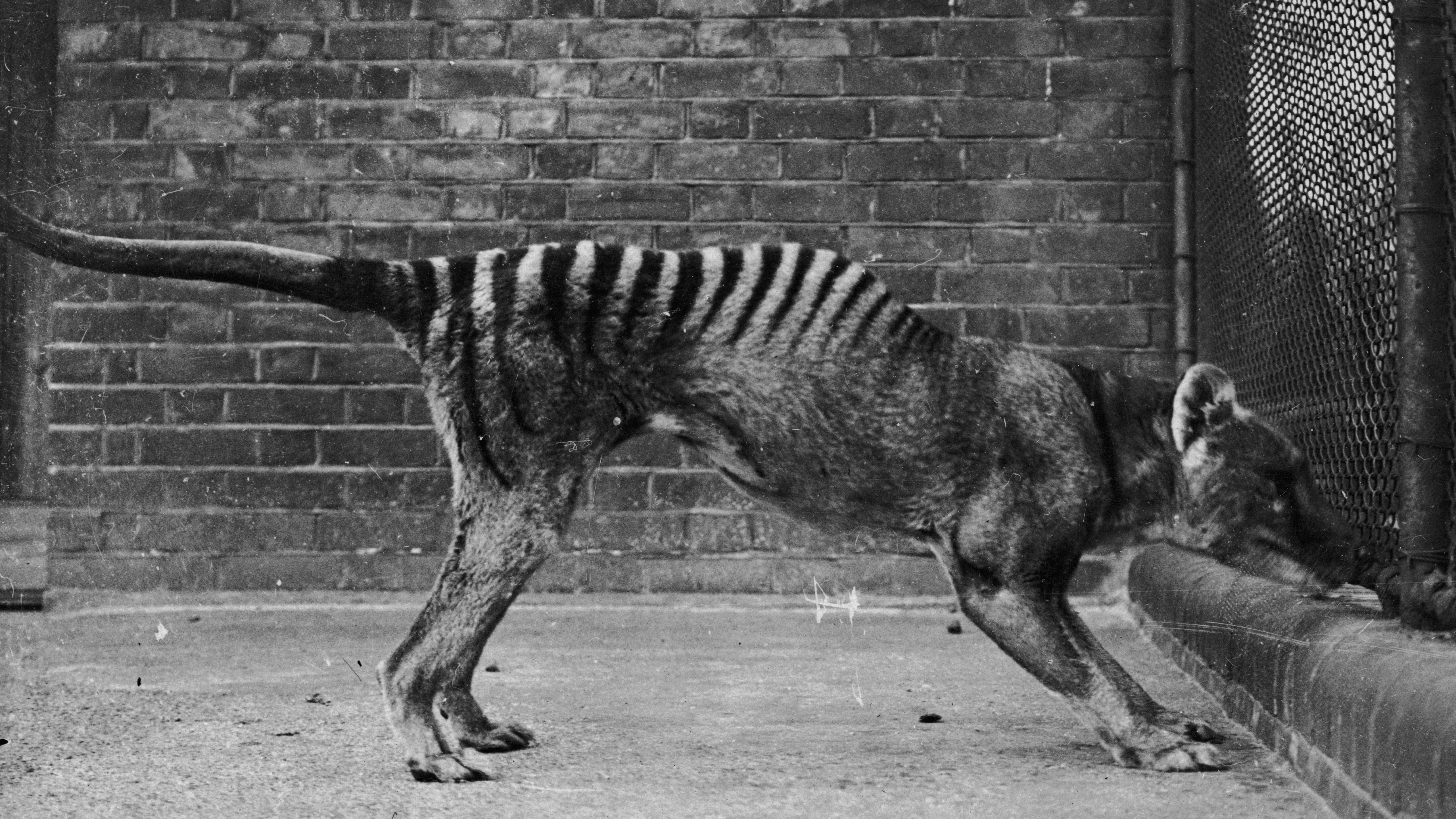 A thylacine in captivity in the 1930s. (Photo: Topical Press Agency/Hulton Archive, Getty Images)