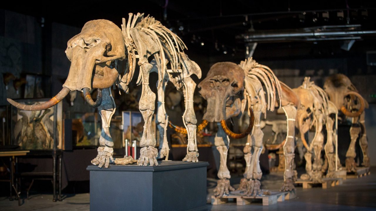Mammoth skeletons at auction in 2017. (Photo: Rob Stothard, Getty Images)