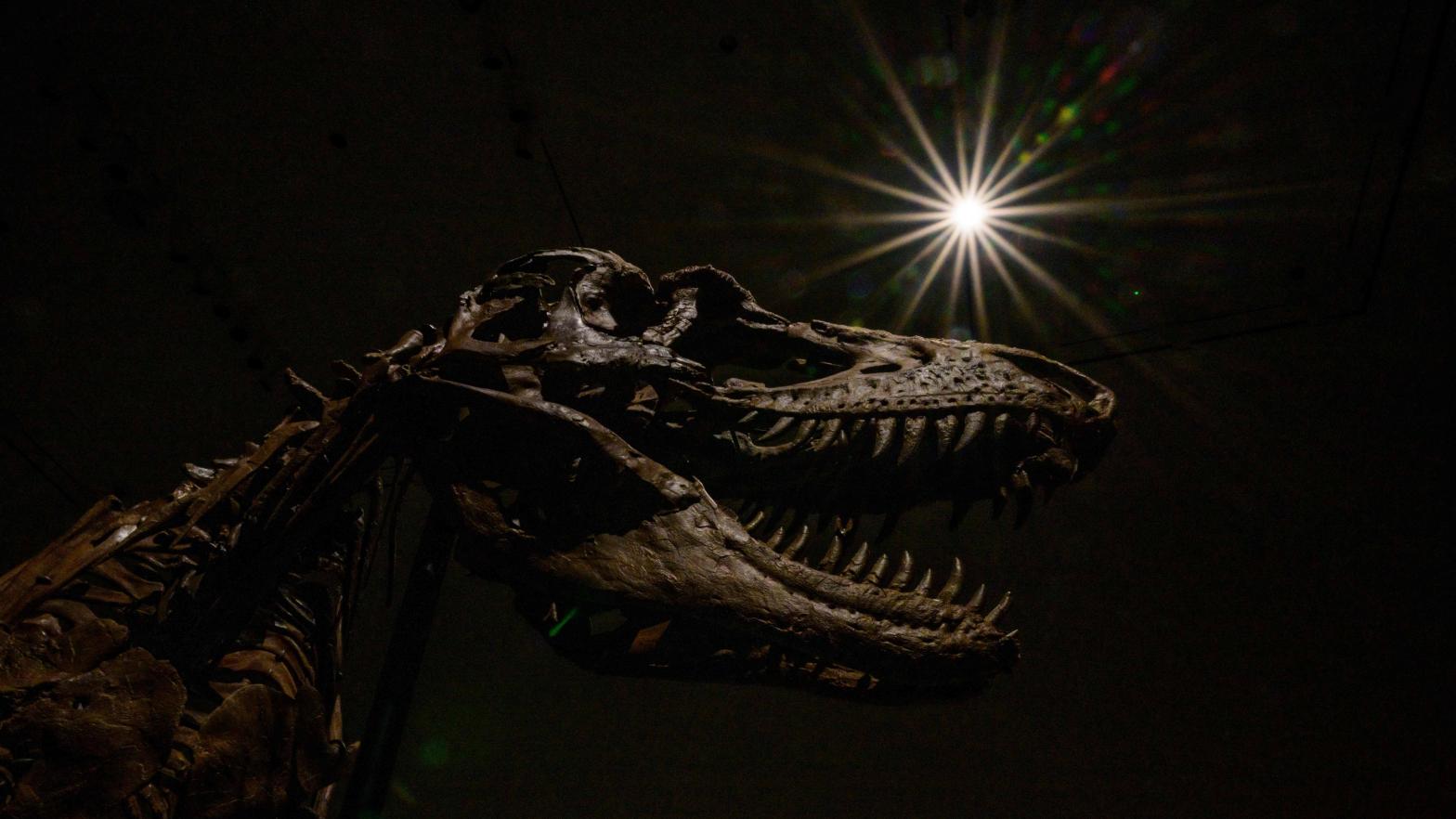 A dinosaur skeleton at auction. (Photo: ANGELA WEISS / AFP, Getty Images)