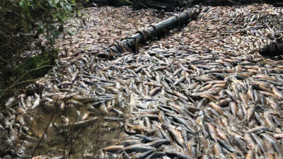 Drought Kills Tens of Thousands of Salmon in a Single Canadian Creek