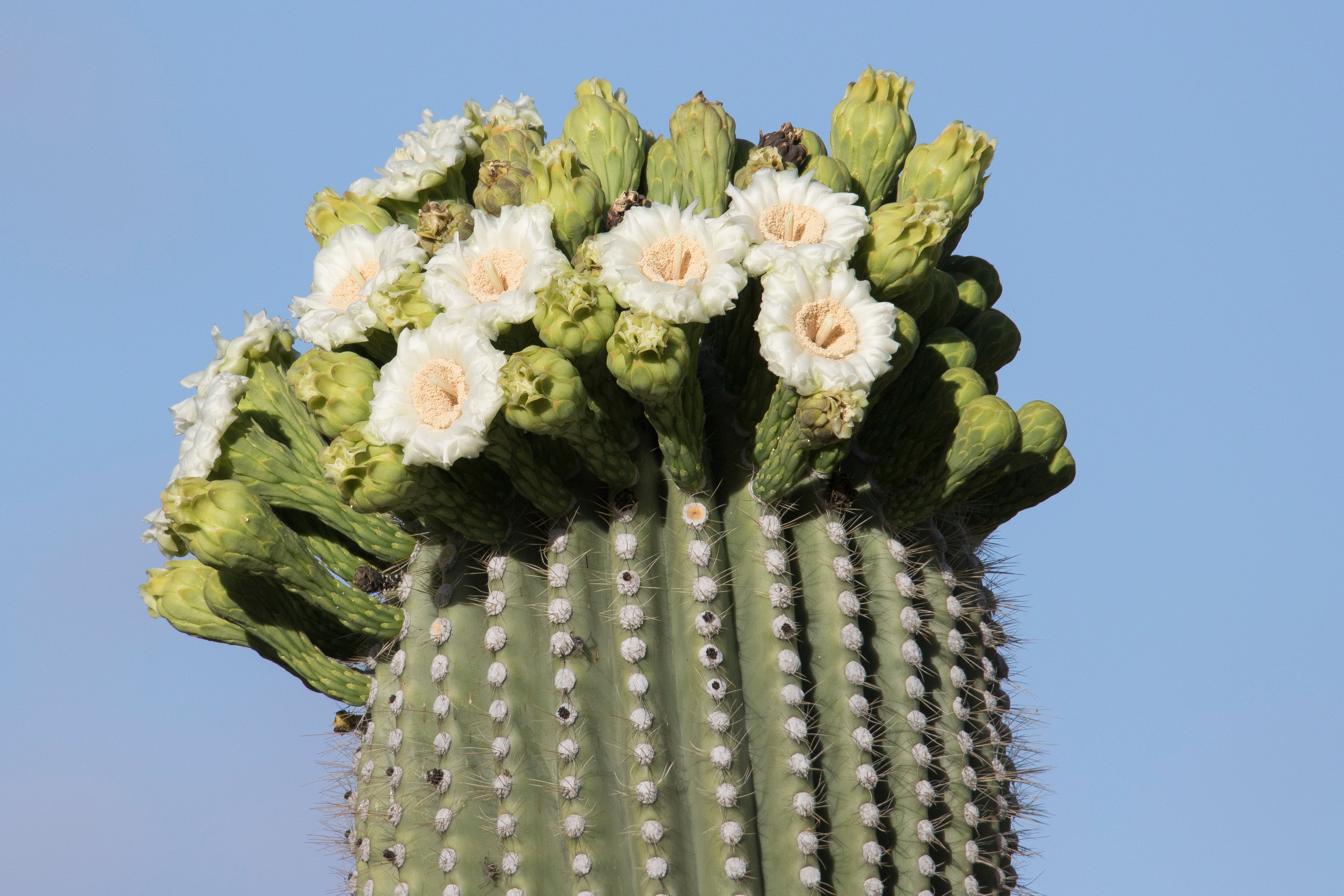A flowering saguaro cactus.  (Photo: Hal Beral / VWPics, AP)