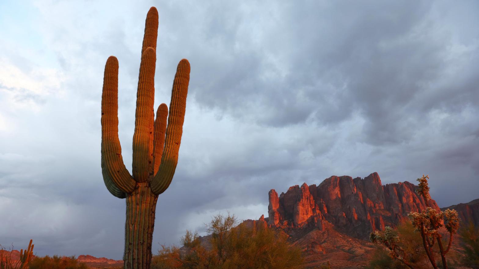 A saguaro in the Sonoran desert near Apache Junction, AZ.  (Photo: Mario Tama, Getty Images)