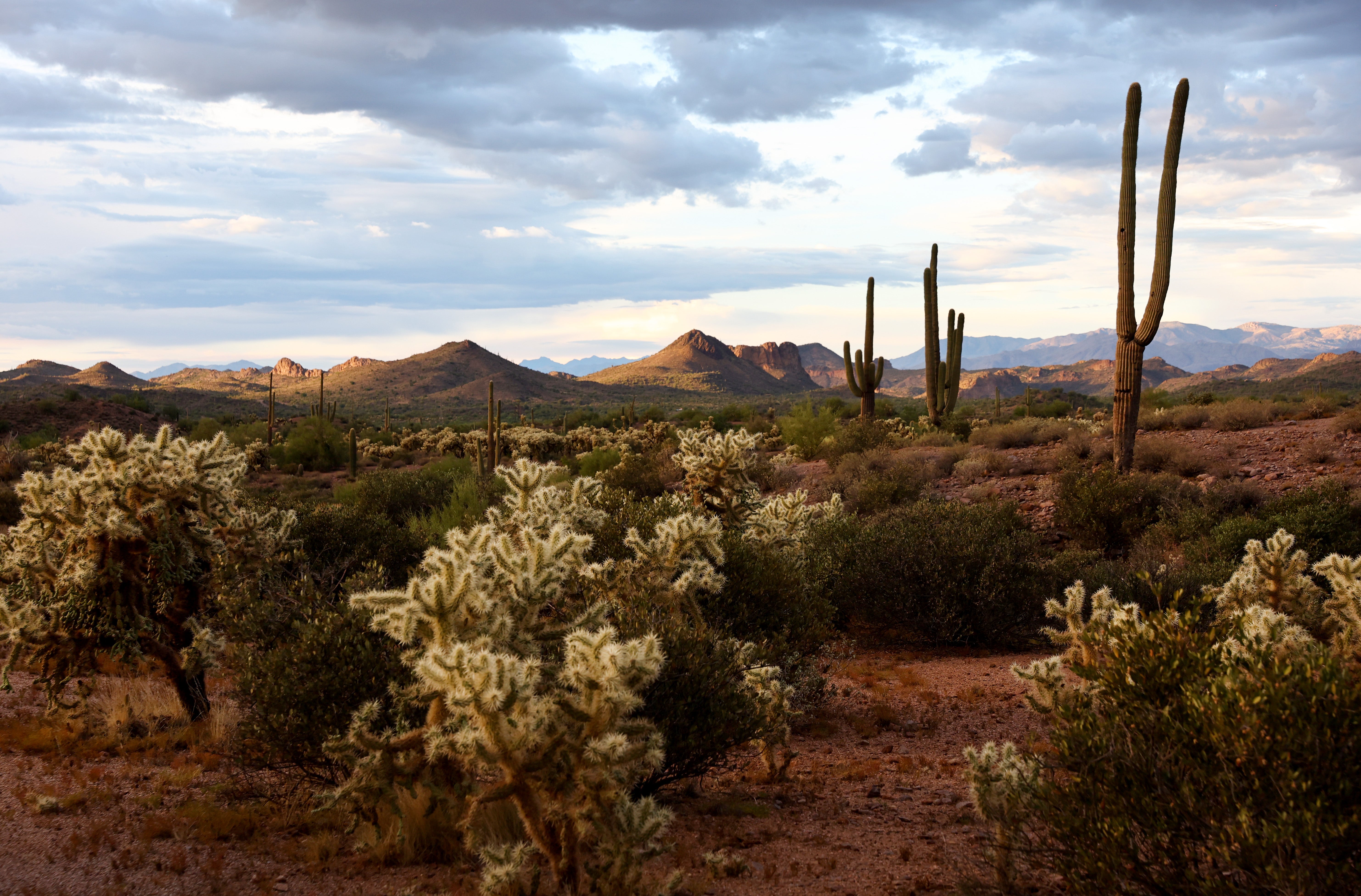 Saguaro in the desert. (Photo: Mario Tama, Getty Images)