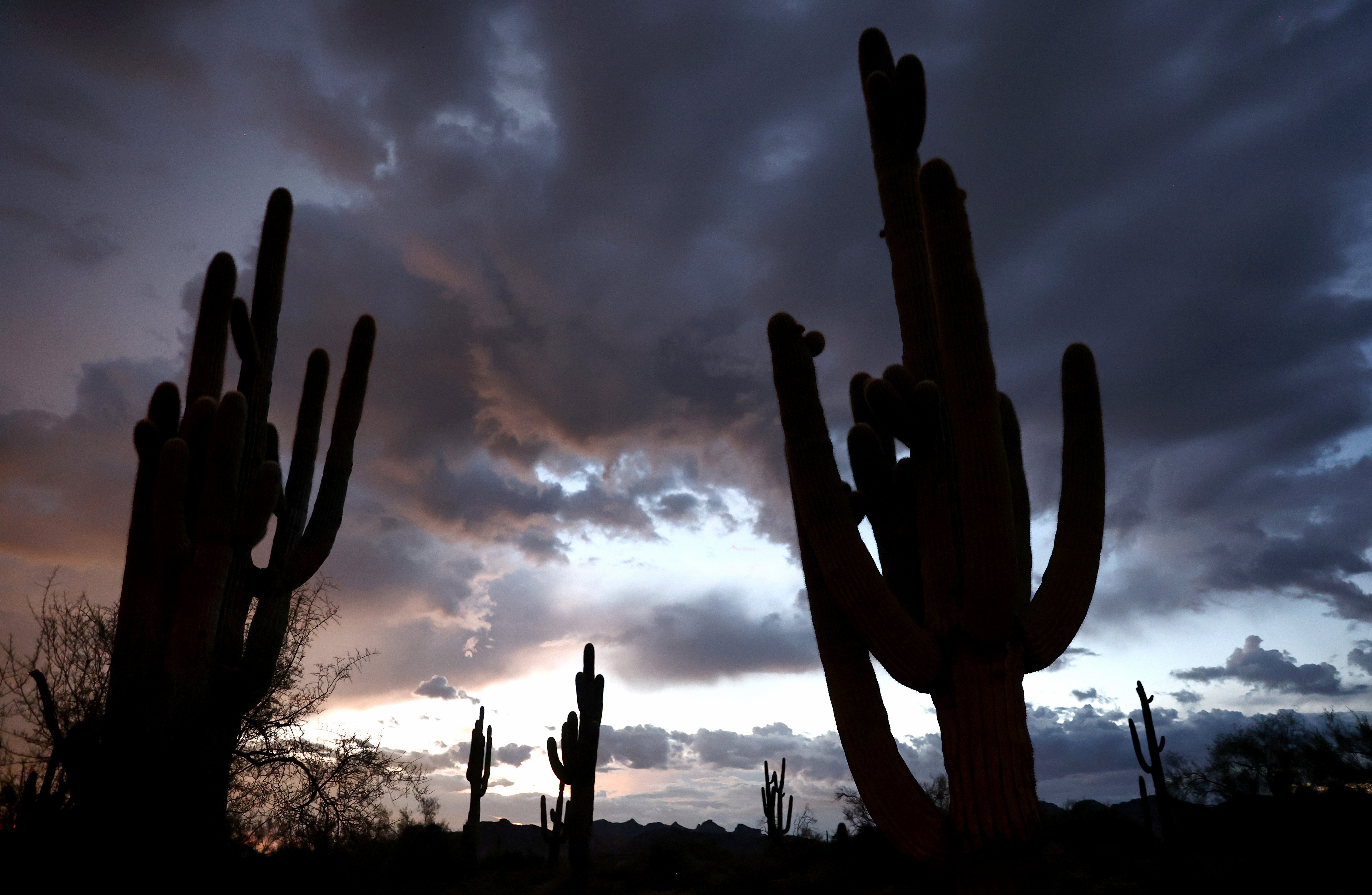 Saguaro framed against oncoming monsoon clouds. (Photo: Mario Tama, Getty Images)
