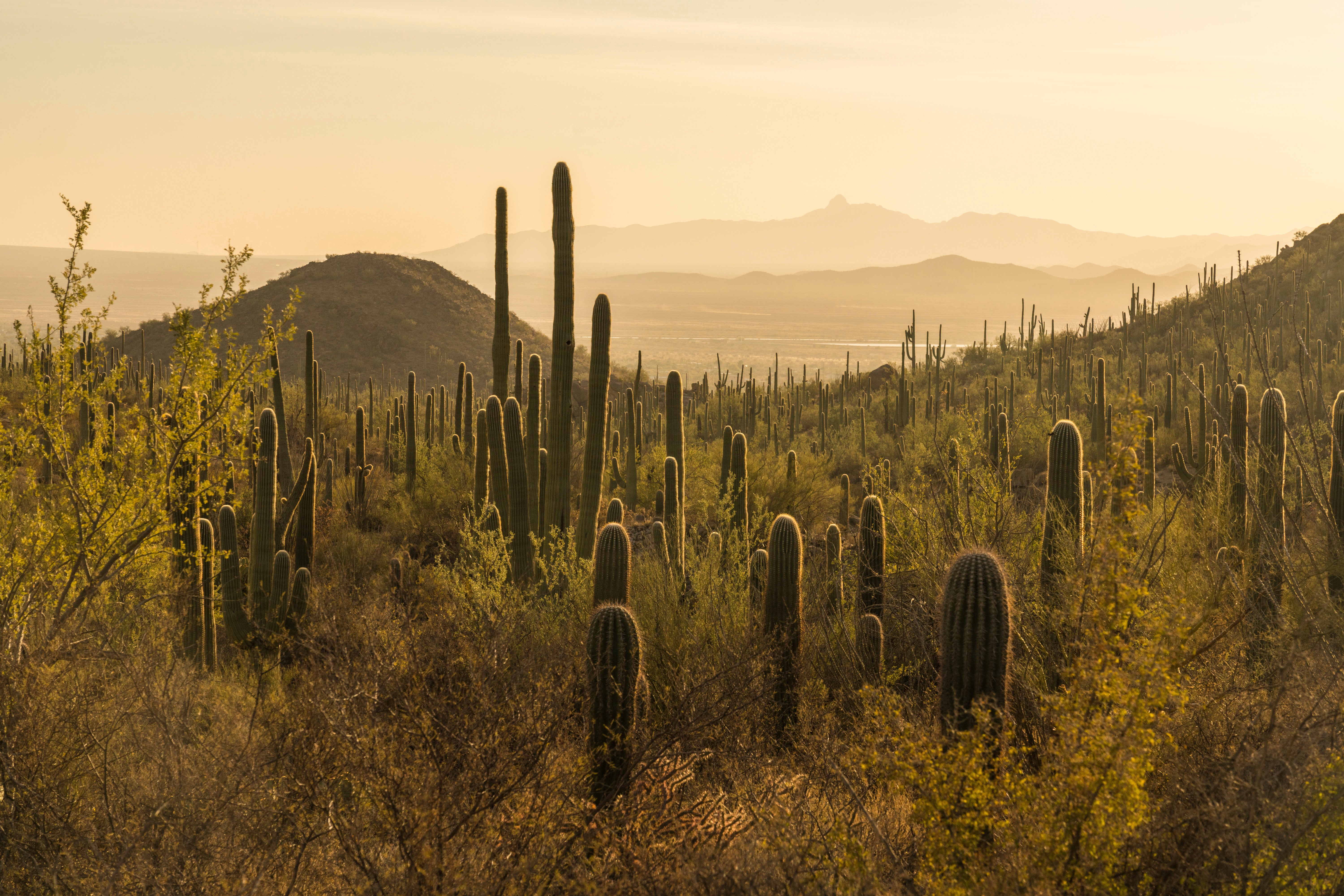 A forest of saguaro cacti among other plants.  (Photo: Jon G. Fuller / VWPics via AP Images, AP)