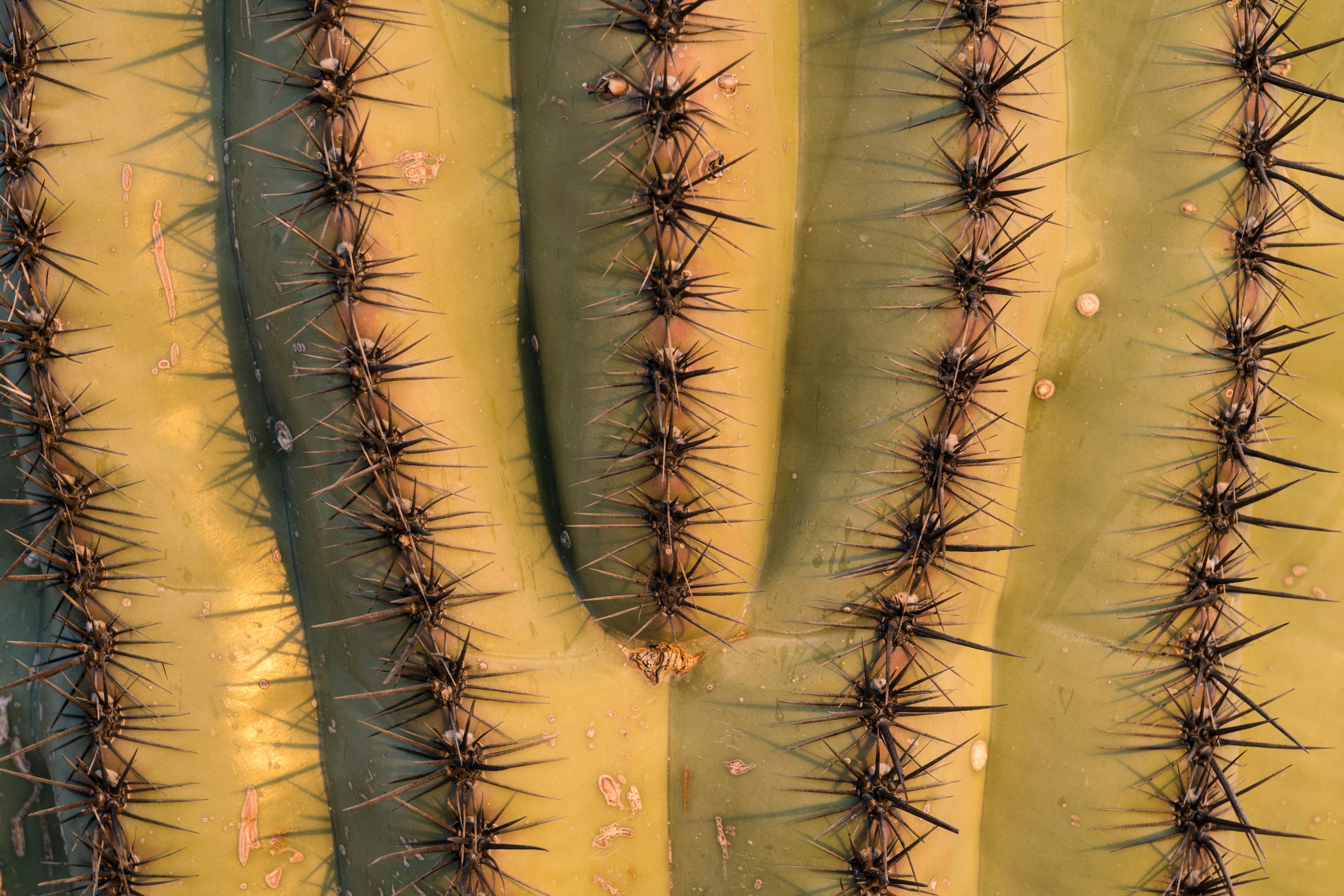 A close-up of a saguaro's spines. (Photo: Jon G. Fuller / VWPics, AP)