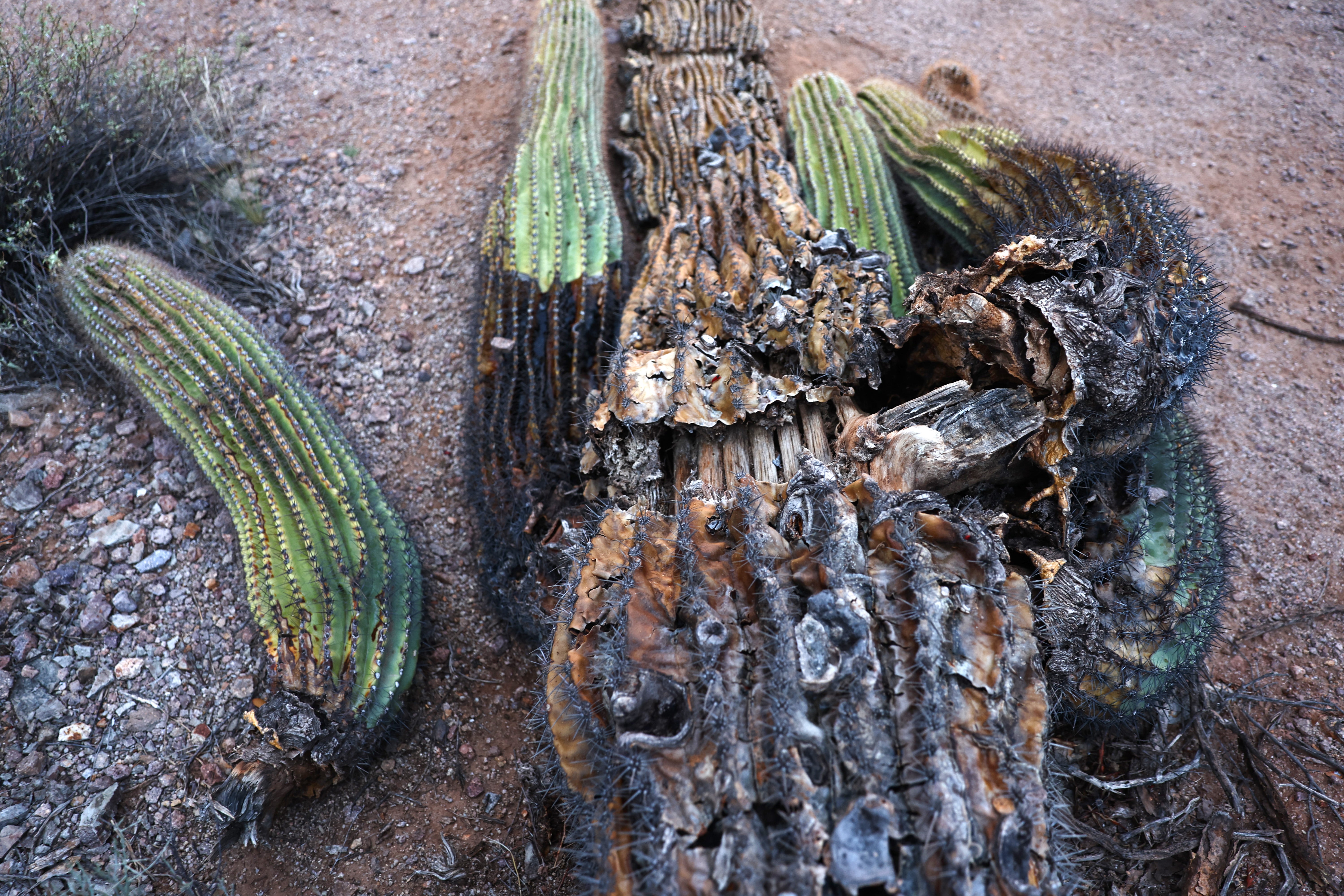 A fallen saguaro rots.  (Photo: Mario Tama, Getty Images)