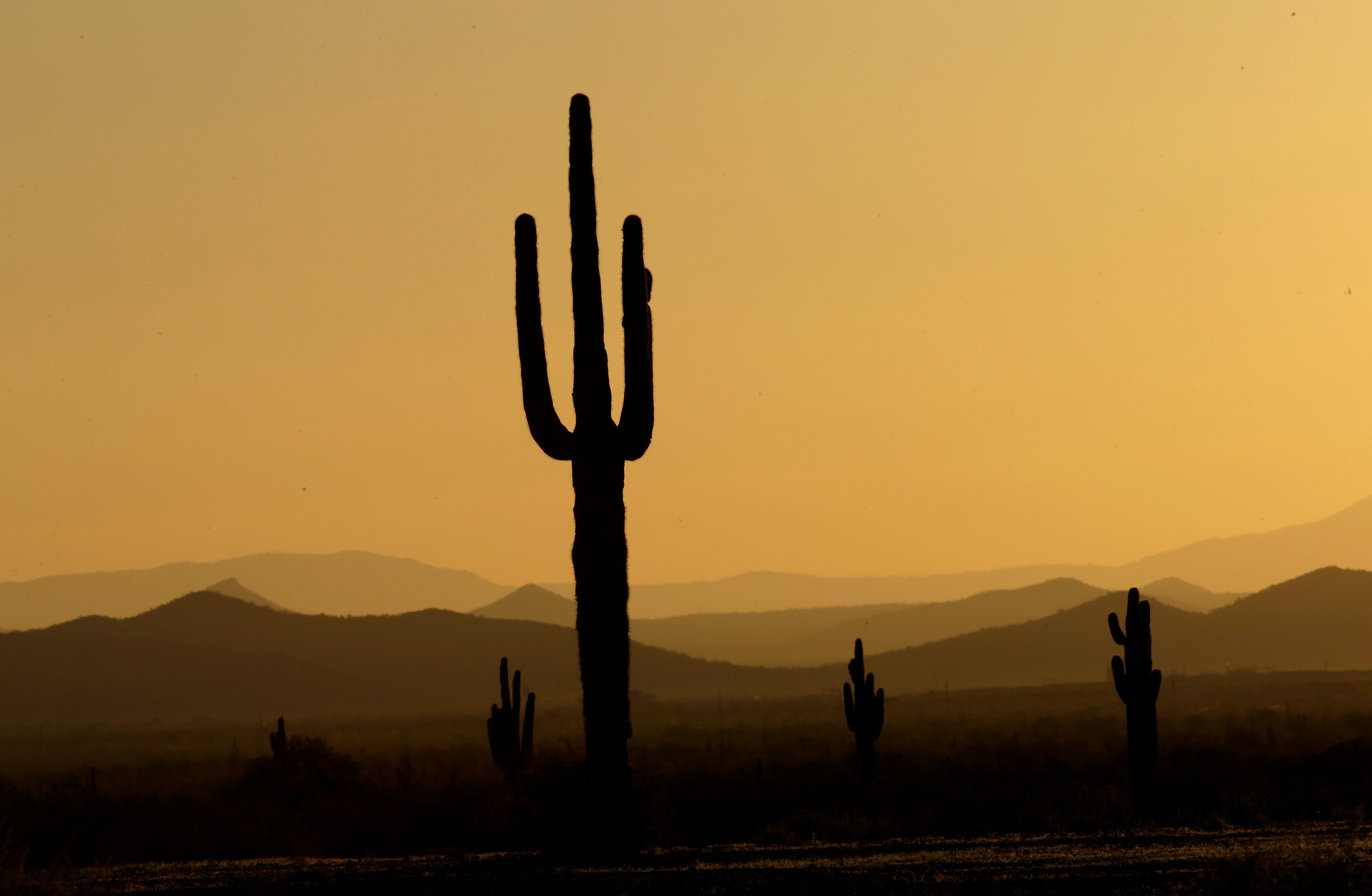 Saguaro cacti at sunrise. (Photo: Charlie Riedel, AP)