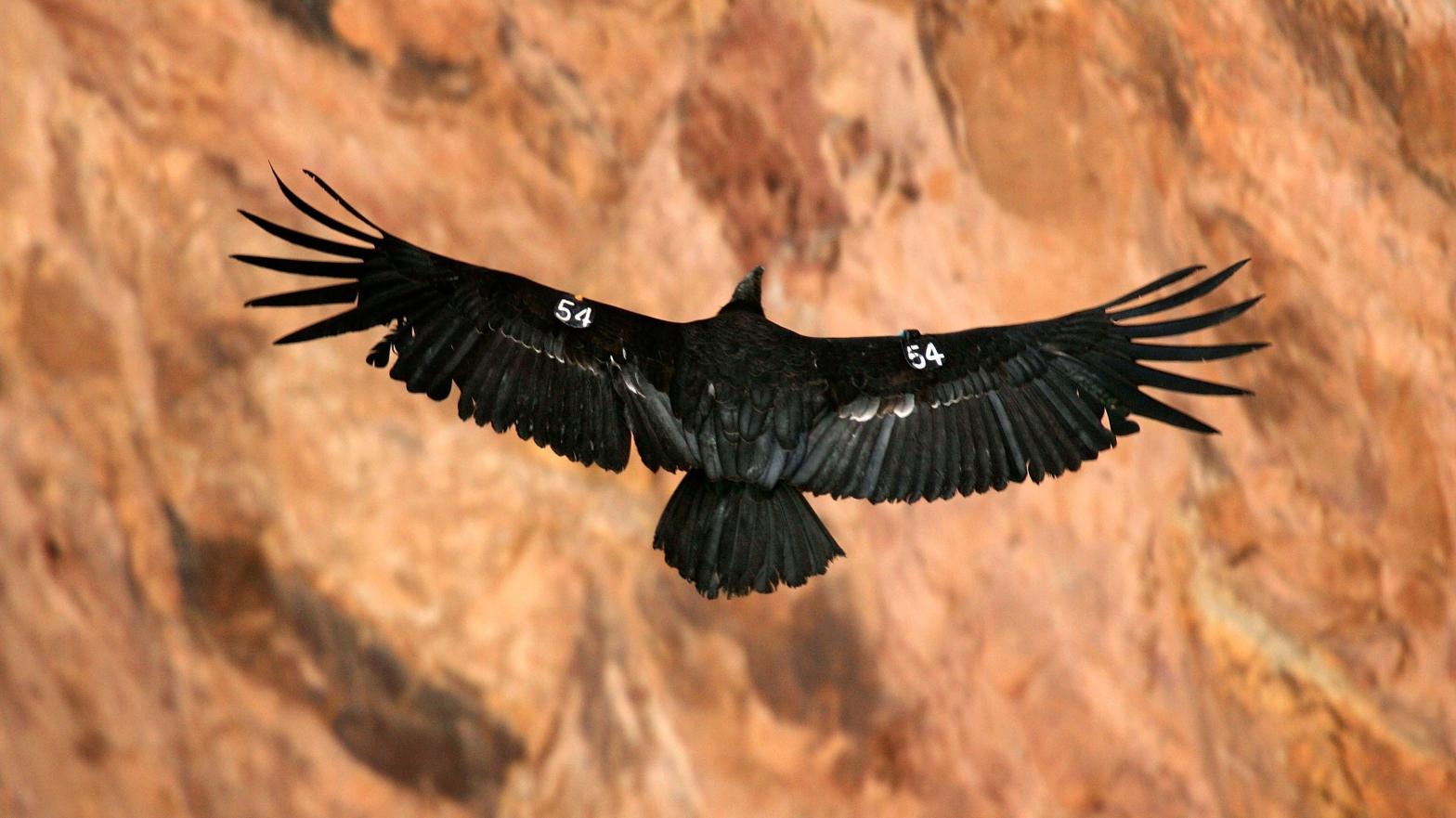 An endangered California condor in flight. (Photo: David McNew, Getty Images)