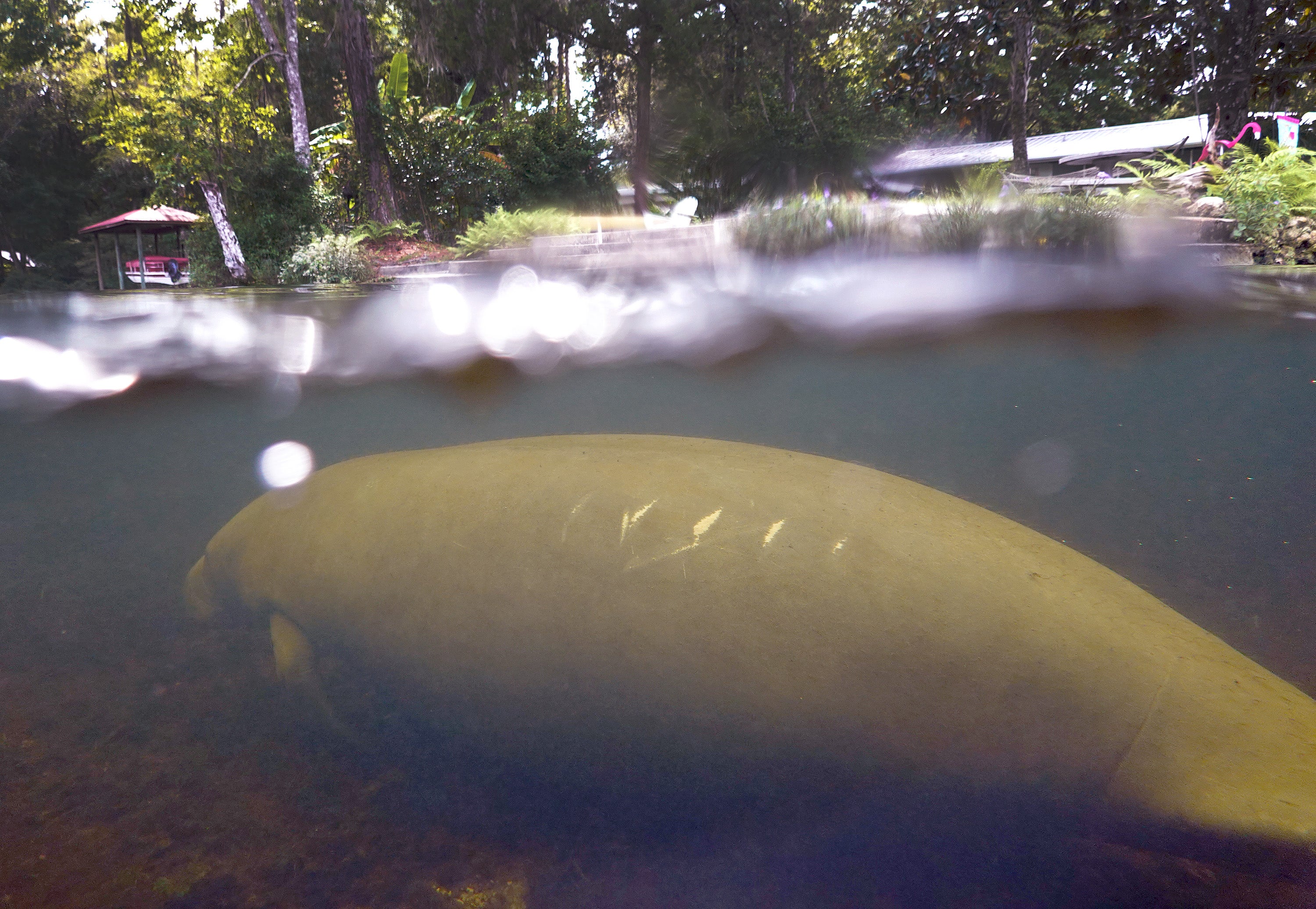 A manatee in Homosassa, Florida. (Photo: Joe Raedle, Getty Images)