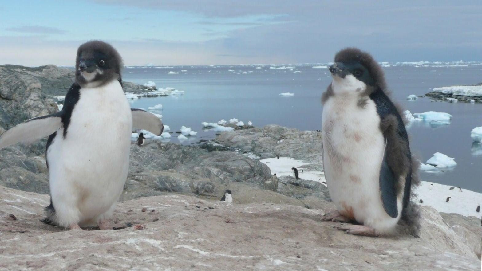 Adélie penguins need an optimal level of sea ice to breed — too much, and access to food is threatened. (Image: Louise Emmerson/Australian Antarctic Program)