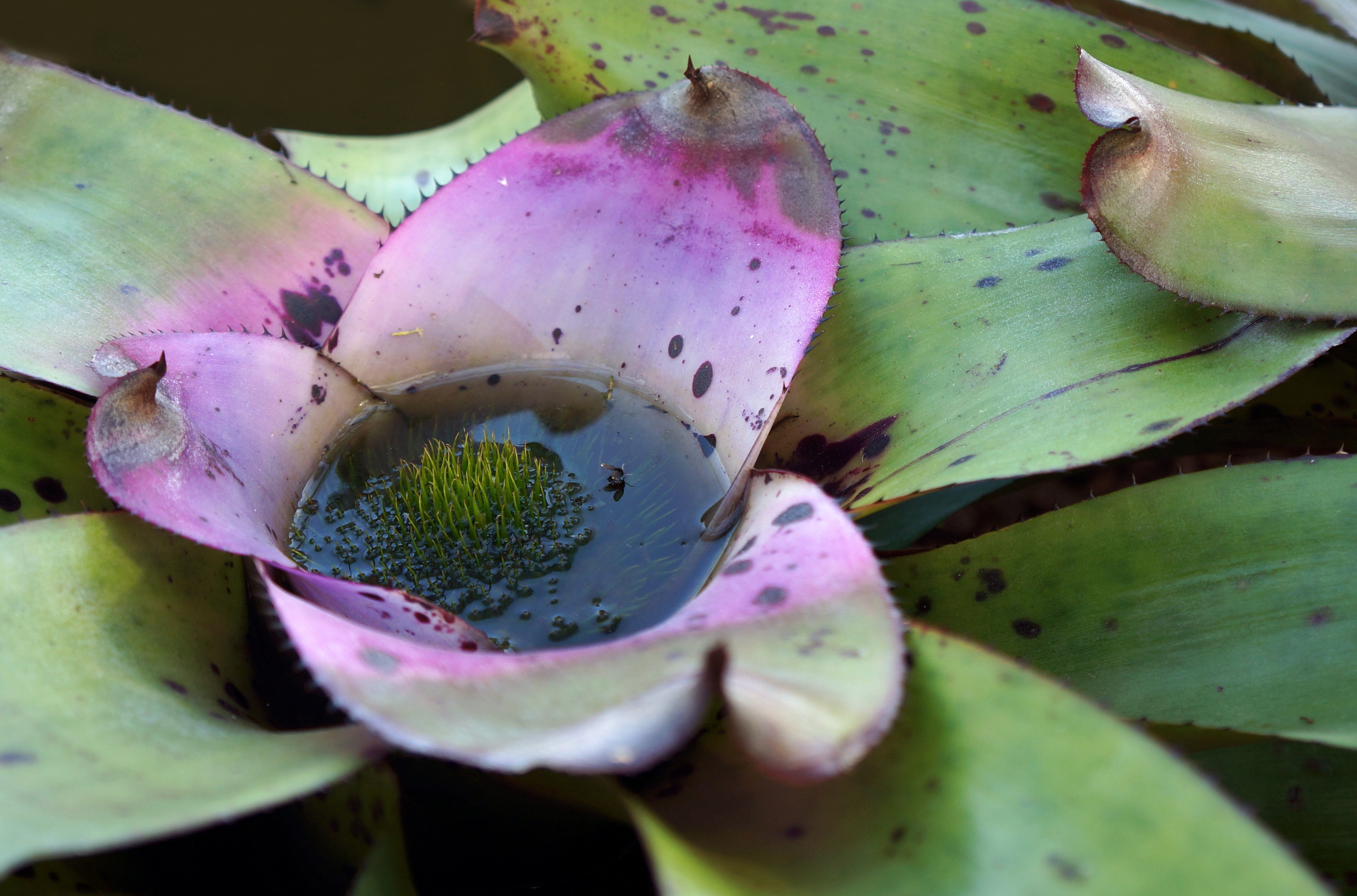 ‘Double Whammy’ Could Wipe Out Carnivorous Plants