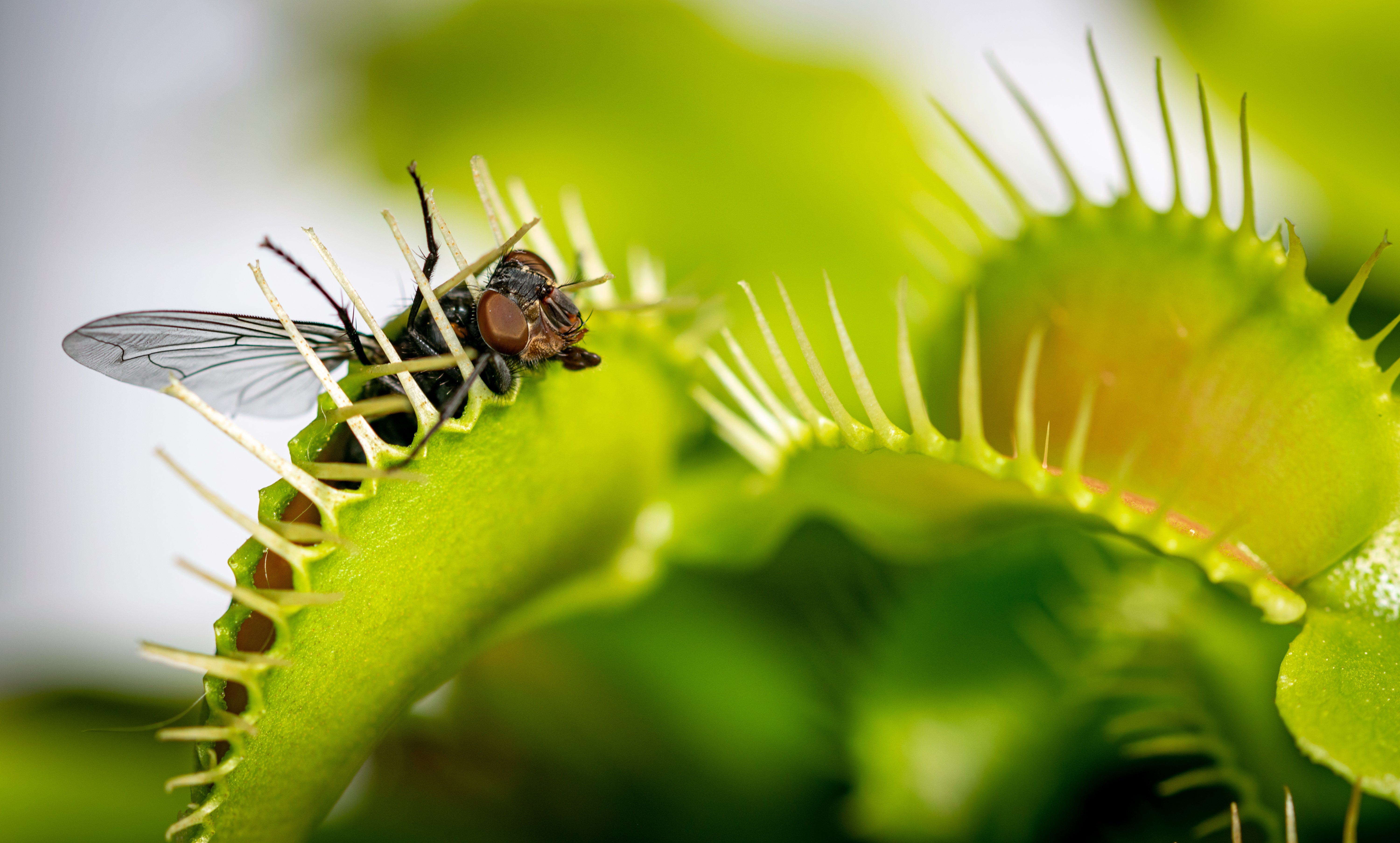 ‘Double Whammy’ Could Wipe Out Carnivorous Plants