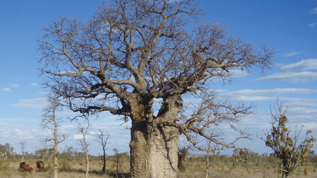 Researchers Race to Preserve Centuries-Old Carvings on Australian Boab Trees
