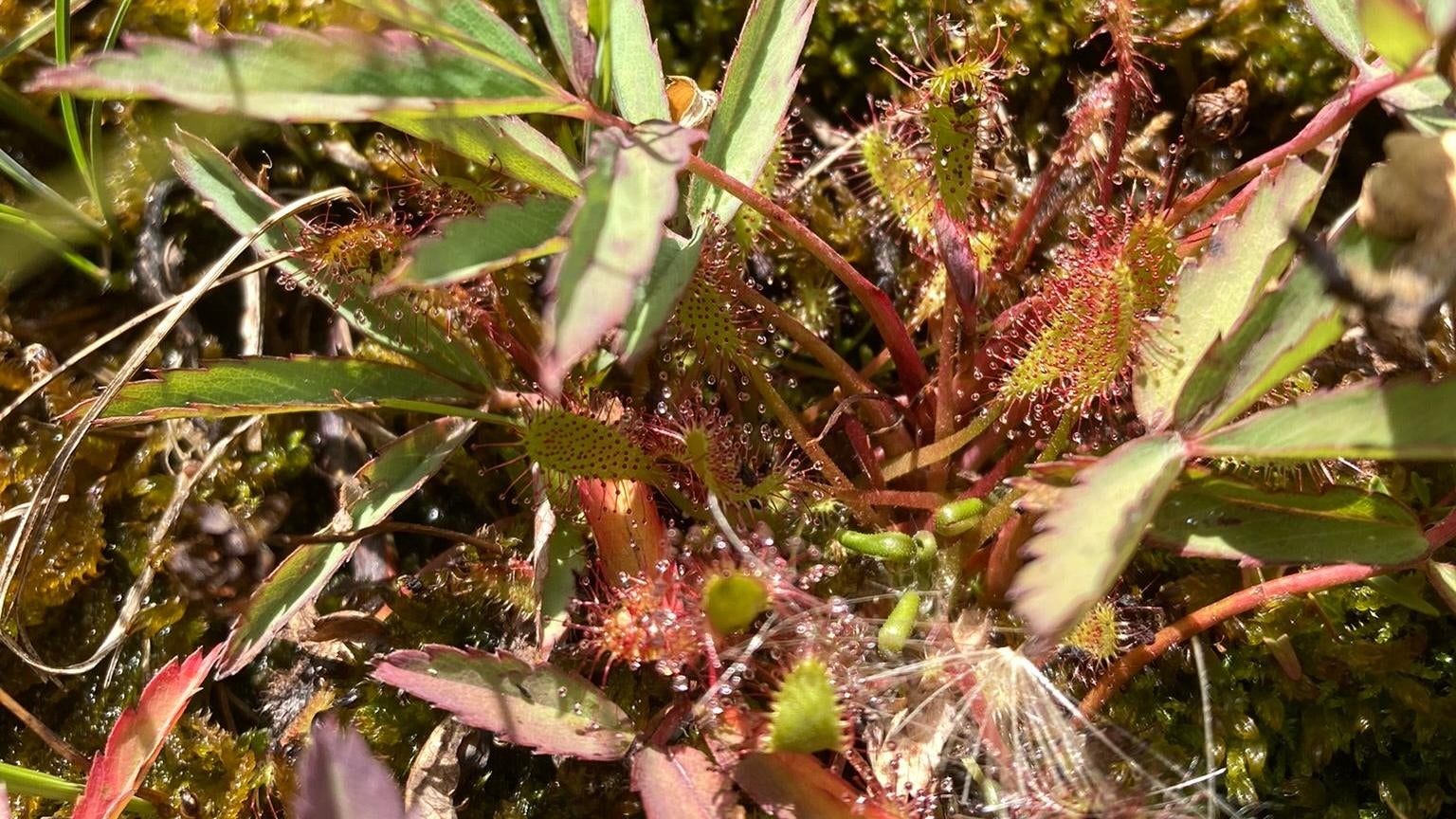 Sundews catch their prey with the help of a viscous, mucous-like substance. The sundew goo is so sticky that researchers have sought to use and mimic the glue in applications like wound dressings and tissue engineering. (Photo: Lauren Leffer / Gizmodo)