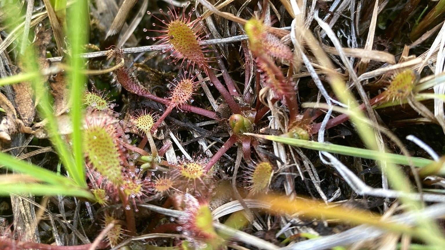 Carnivorous plants like this sundew are found on every continent except Antarctica, but they only grow in very specific habitats. (Photo: Lauren Leffer / Gizmodo)