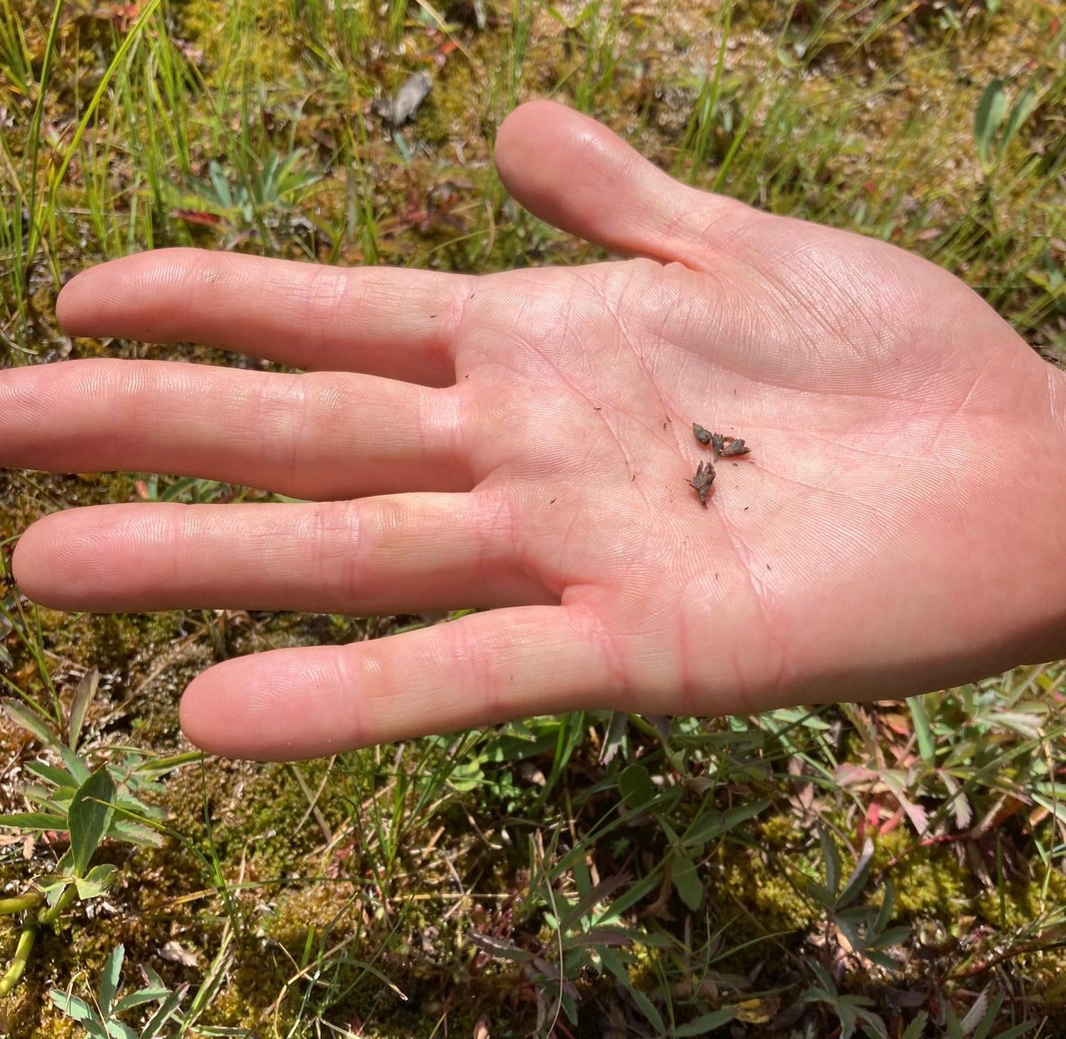 Here, one of the botanists holds up some of the collected sundew seeds — which are the tiny black flecks surrounding the desiccated flower parts in the middle. (Photo: Lauren Leffer / Gizmodo)