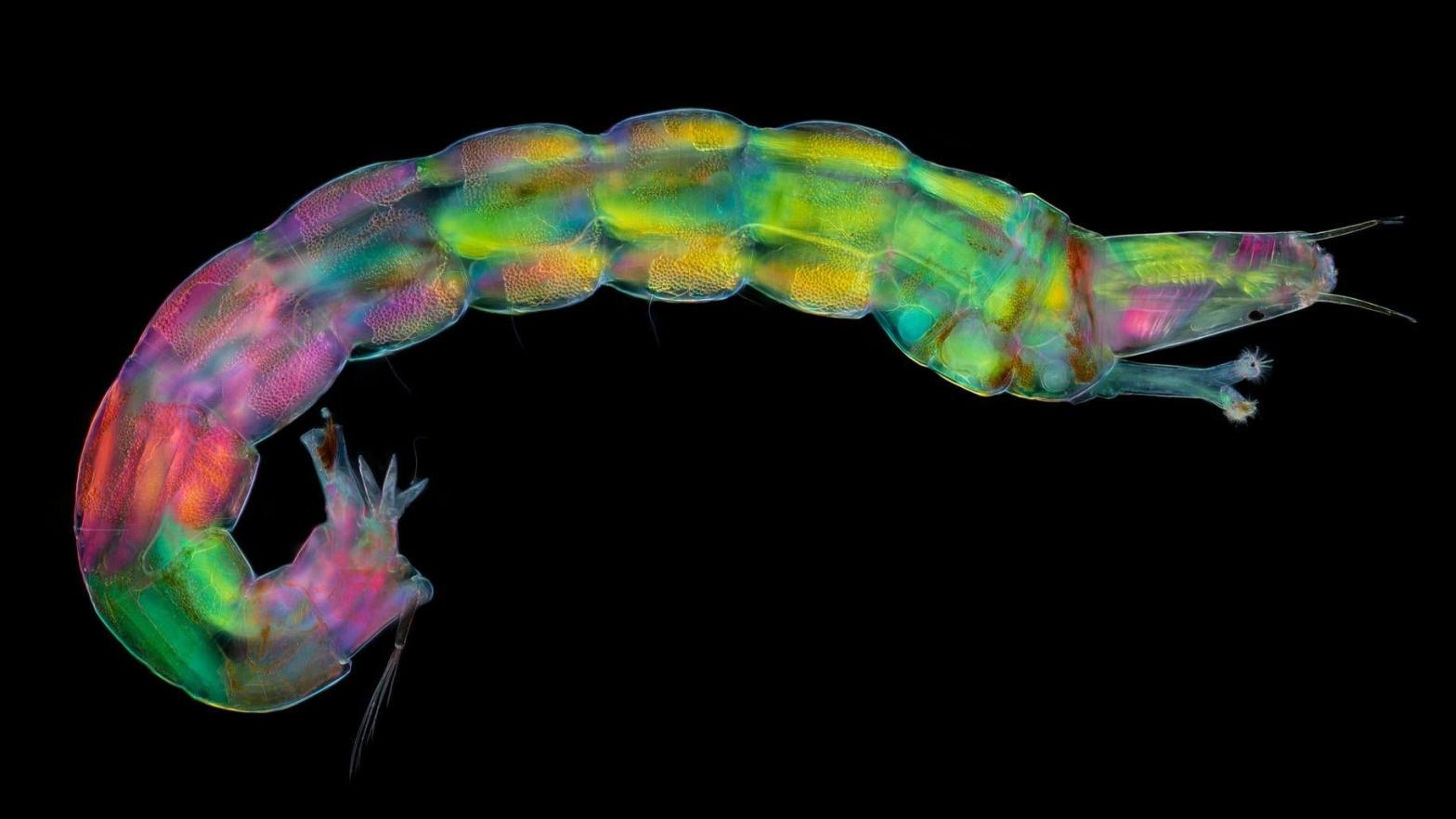 A microscopic image of a midge larva, taken using polarised light. (Image: Karl Gaff)