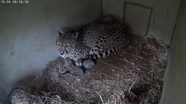 Smithsonian’s Baby Cheetah Cam Is the Warmest and Fuzziest Stream on the Internet This Week
