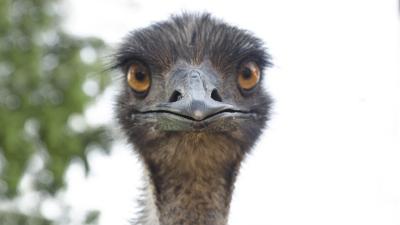 ‘This Is How Zoonotic Transmissions Occur’: Virologists Horrified by Sick Emu Cuddlefest