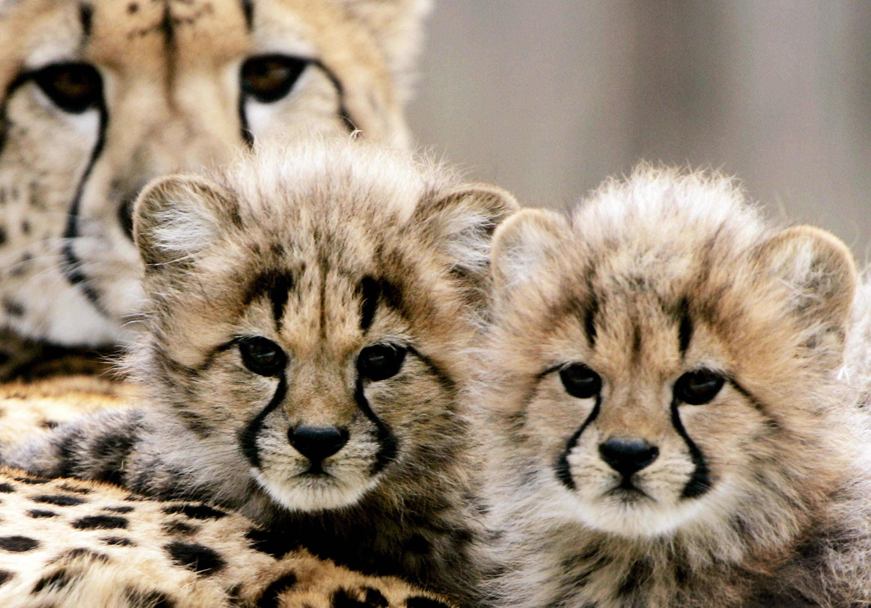 Two cheetah cubs born at the zoo in 2005. (Photo: Win McNamee, Getty Images)