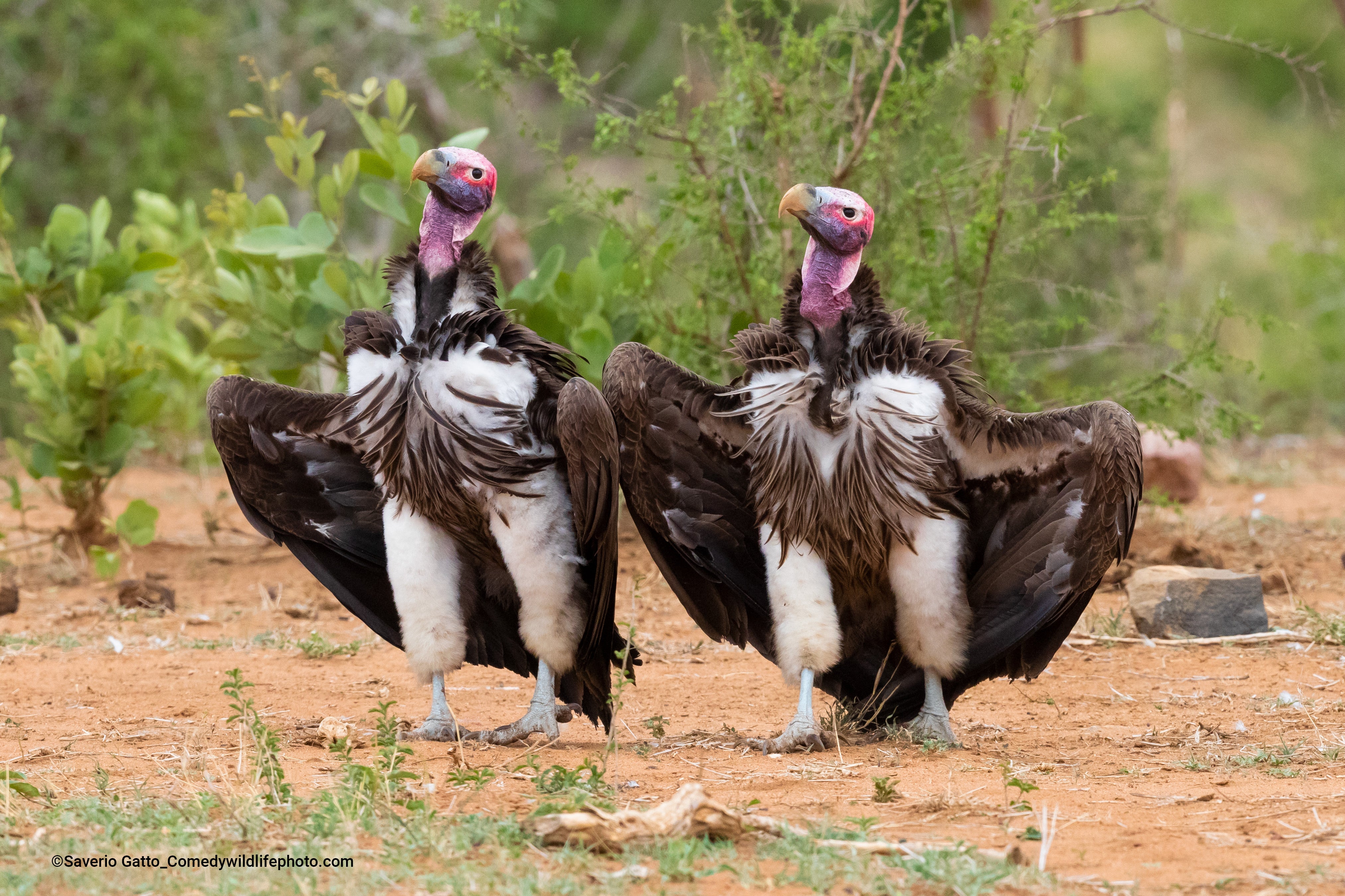 Two lappet-faced vultures display in South Africa. (Photo: © Saverio Gatto / Comedywildlifephoto.com.)