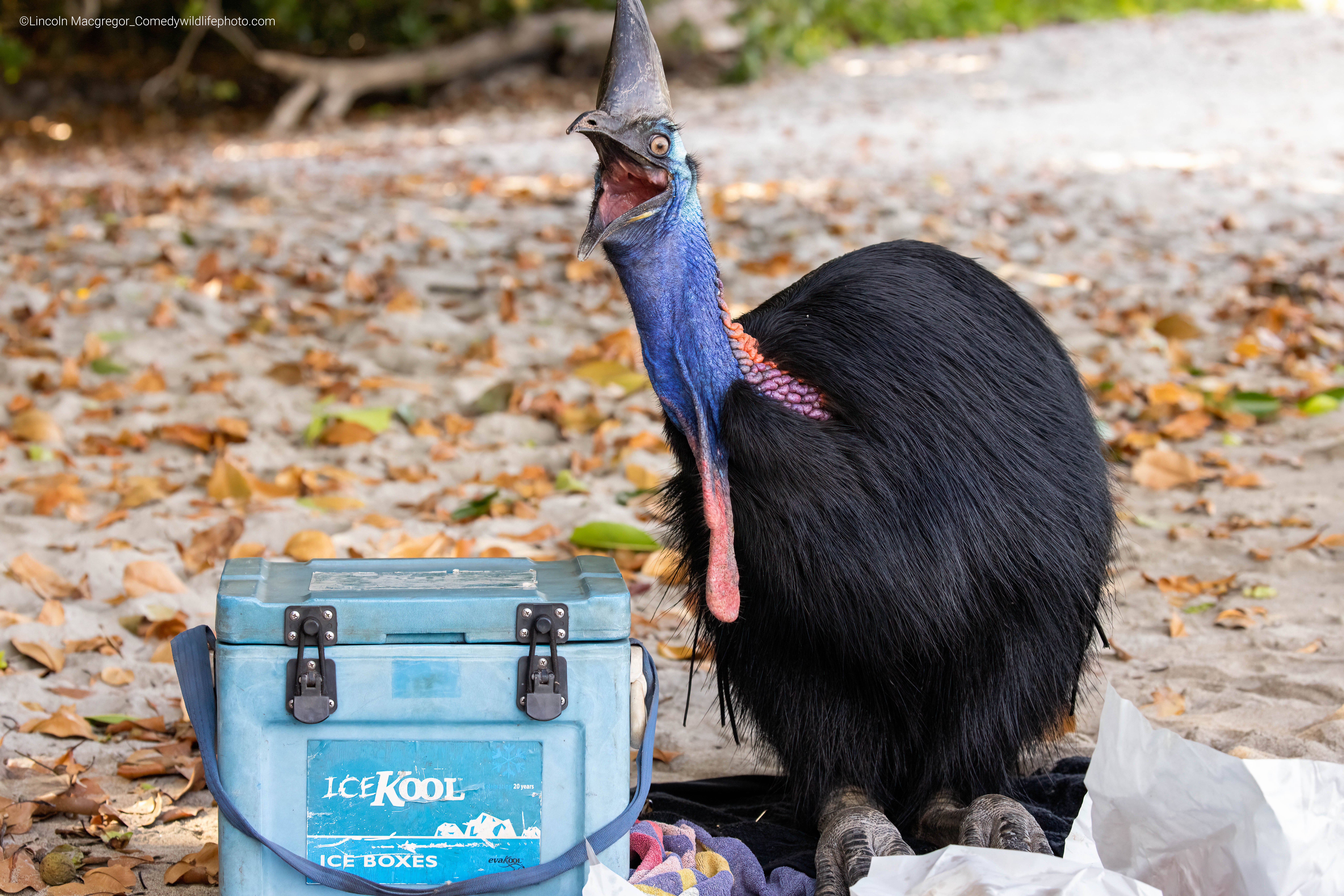 A cassowary gawks nexts to a cooler. (Photo: © Lincoln Macgregor / Comedywildlifephoto.com.)