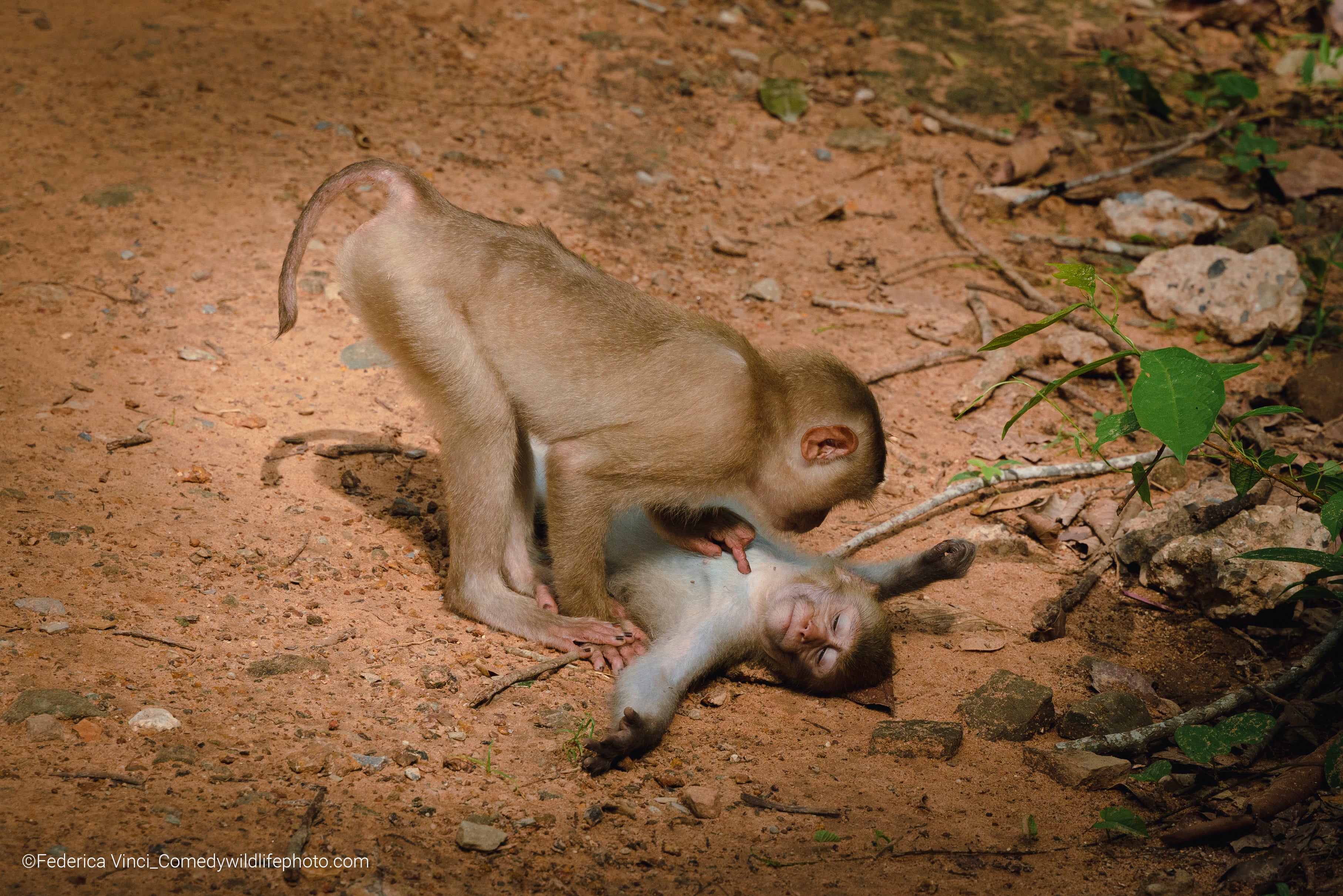 A monkey lies down, relaxed, as its friend checks on it. (Photo: ©  Federica Vinci / Comedywildlifephoto.com.)