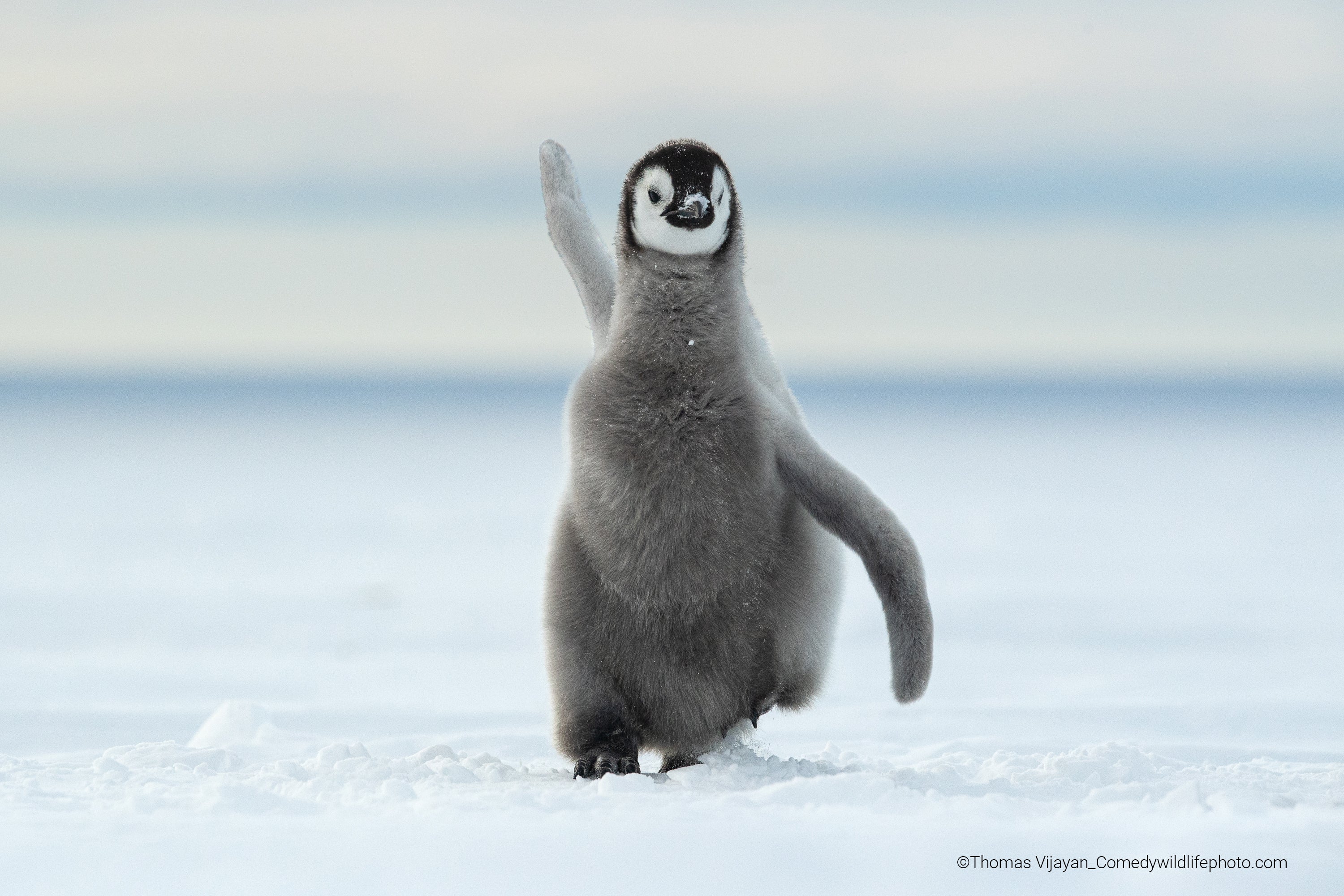 A large emperor penguin chick in Antarctica. (Photo: © Thomas Vijayan / Comedywildlifephoto.com.)
