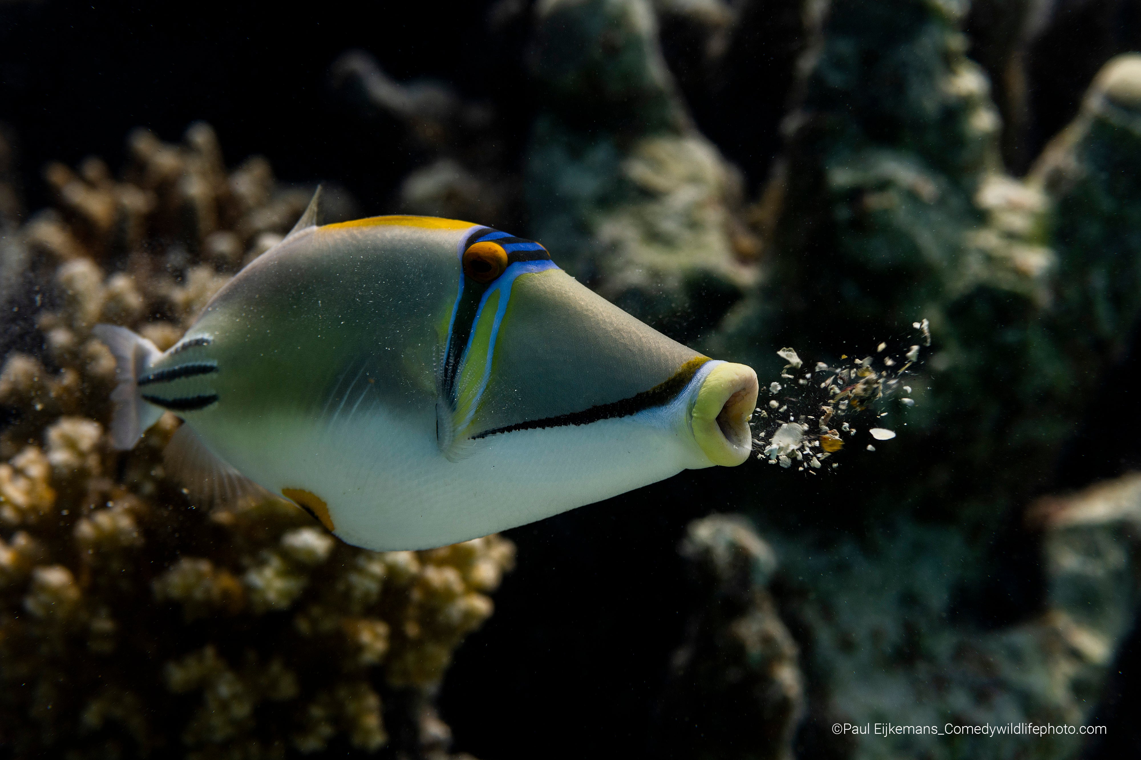 A Picasso triggerfish exhales coral. (Photo: © Paul Eijkemans / Comedywildlifephoto.com.)