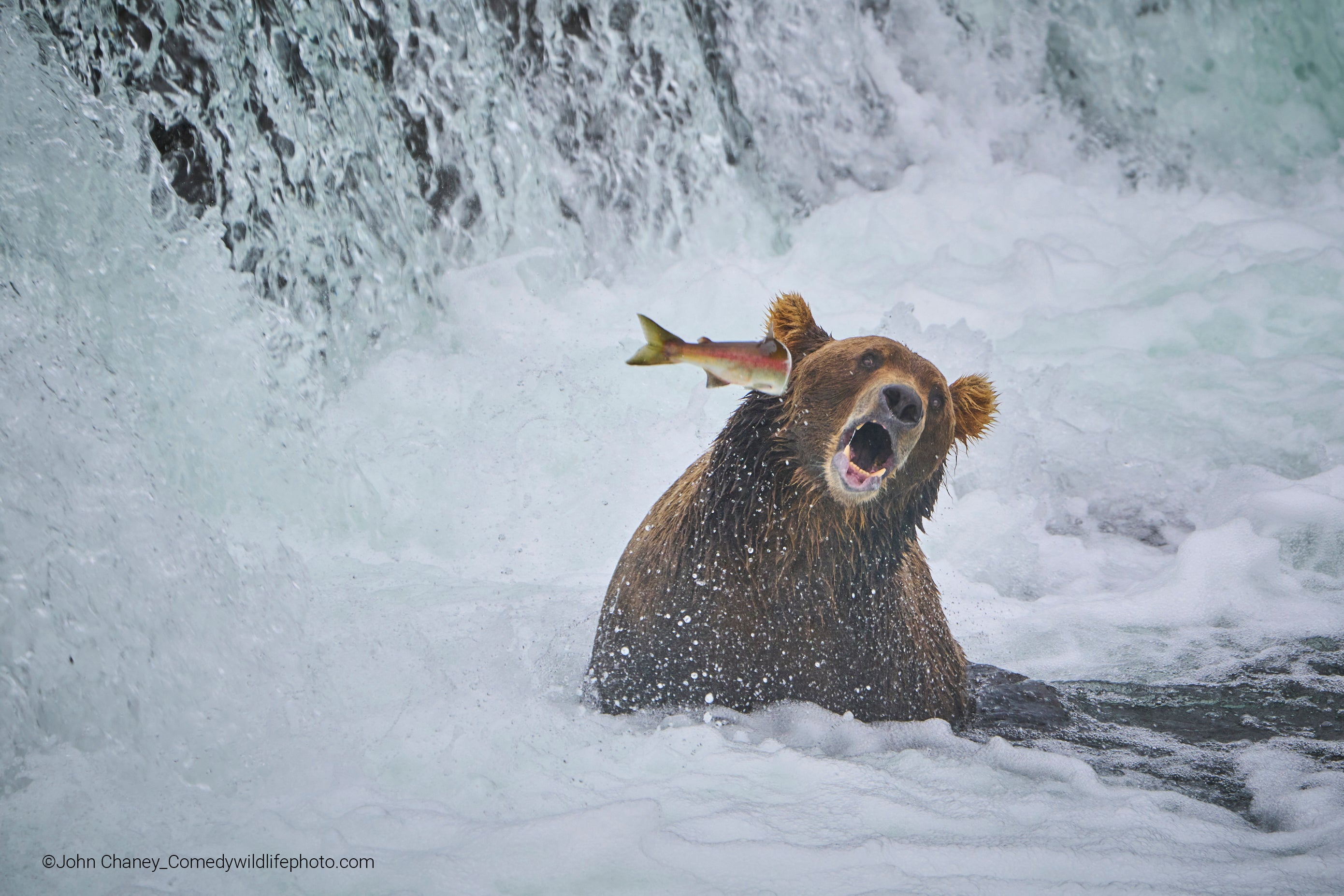 A salmon slaps a bear in the face. (Photo: © John Chaney / Comedywildlifephoto.com.)
