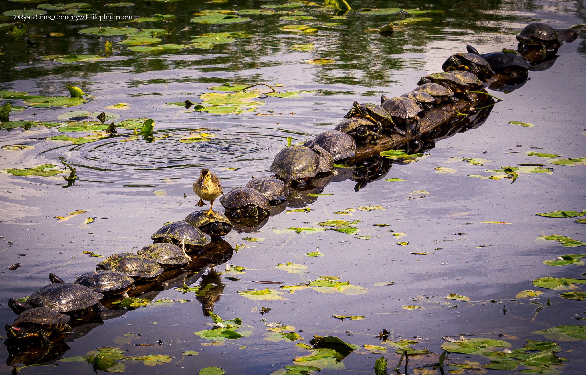 A row of turtles...make way for duckling. (Photo: © Ryan Sims / Comedywildlifephoto.com.)