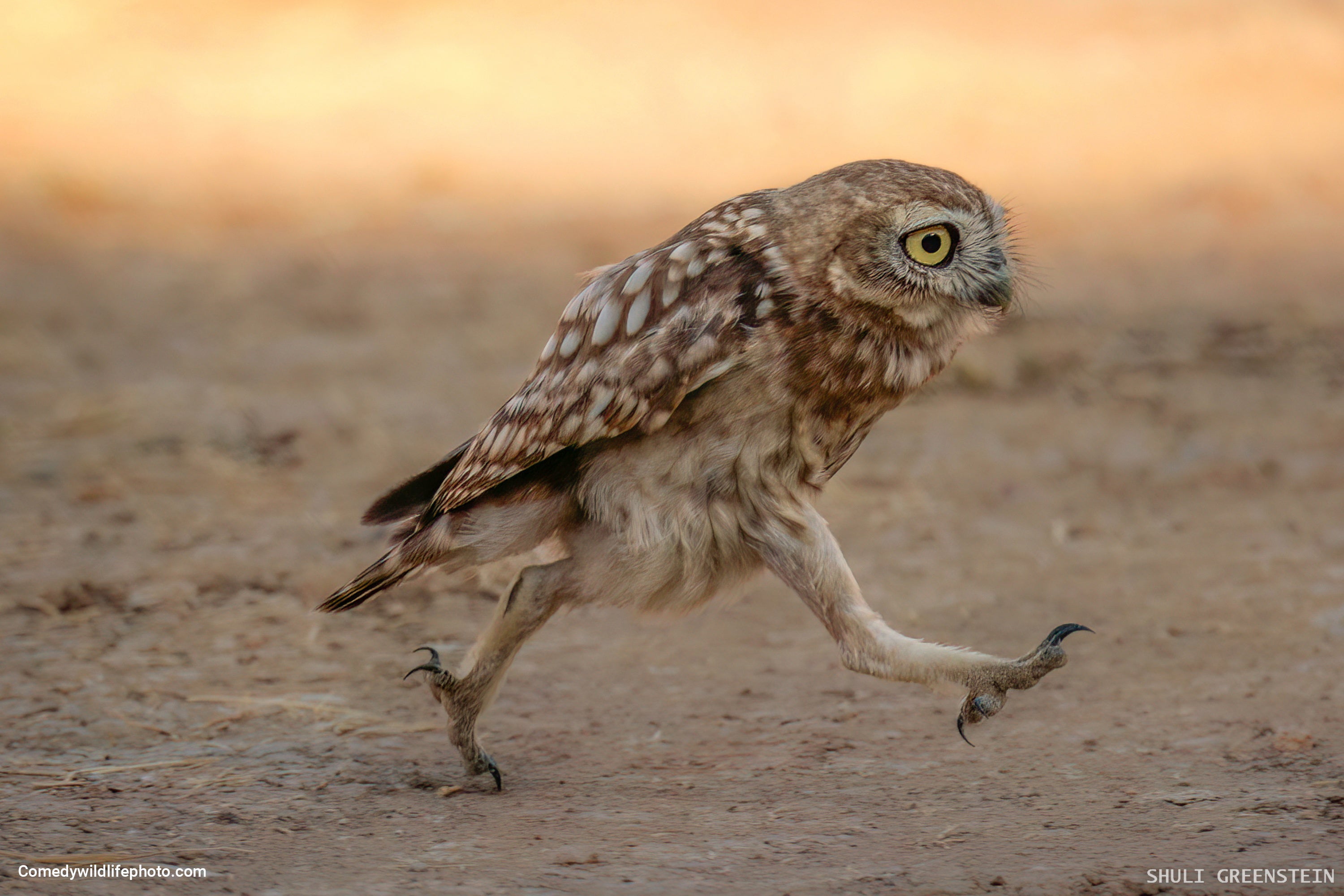This little owl appears to be in a bit of a rush. (Photo: © Shuli Greenstein / Comedywildlifephoto.com.)