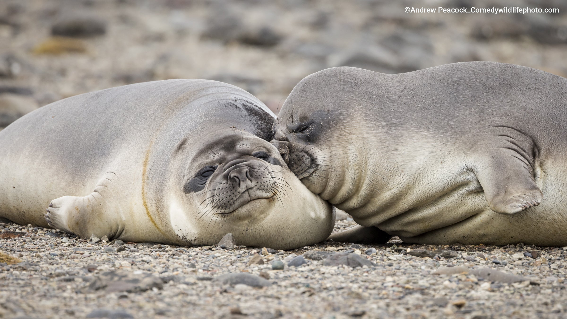 One Southern elephant seal boops another. (Photo: © Andrew Peacock / Comedywildlifephoto.com.)