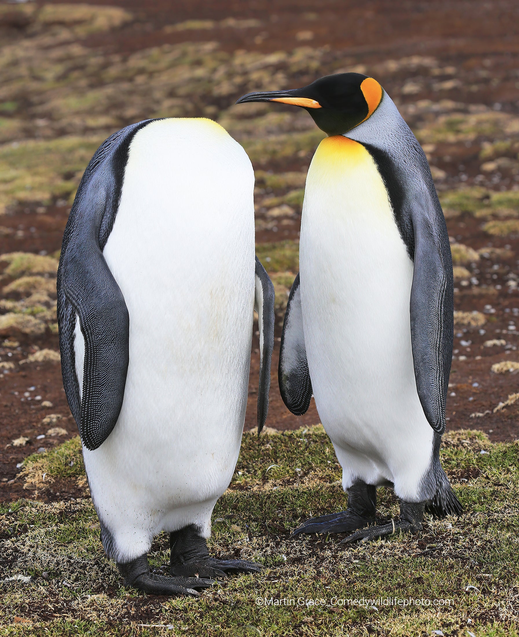 Two king penguins. One appears to be headless. (Photo: © Martin Grace / Comedywildlifephoto.com.)