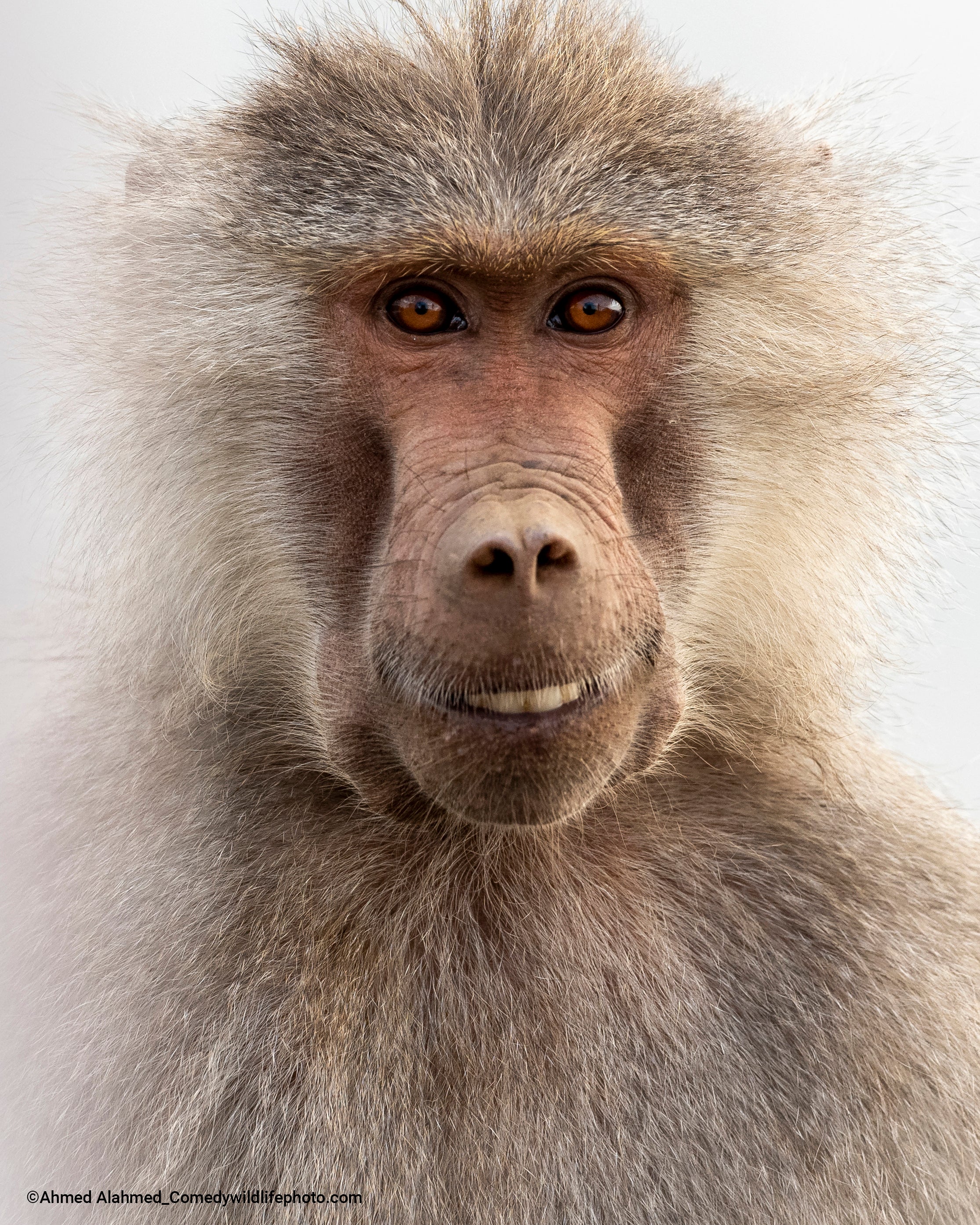 A monkey grins in Saudi Arabia. (Photo: ©  Ahmed Alahmed / Comedywildlifephoto.com.)
