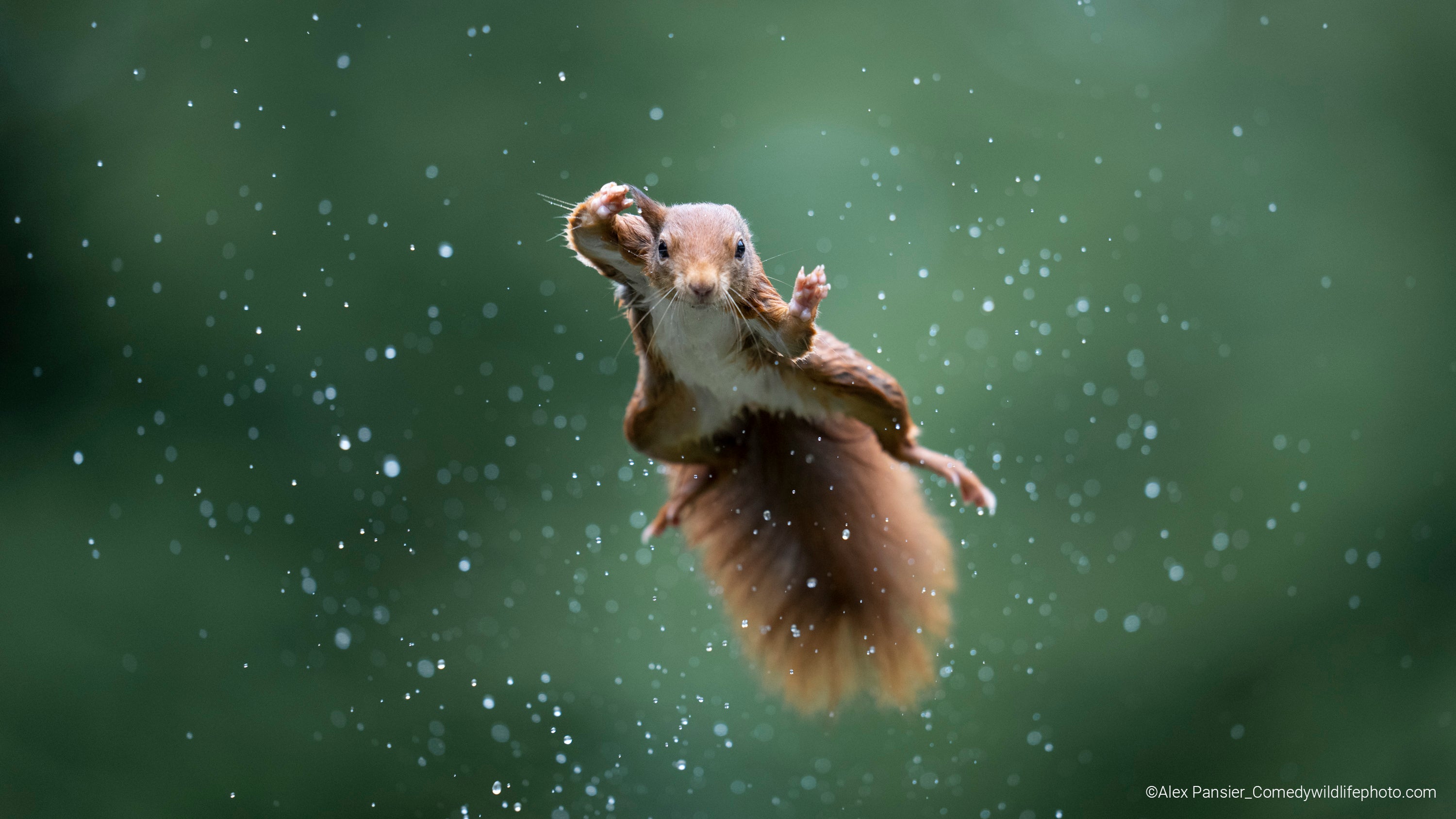 A red squirrel jumping during a rainstorm. (Photo: © Alex Pansier / Comedywildlifephoto.com.)