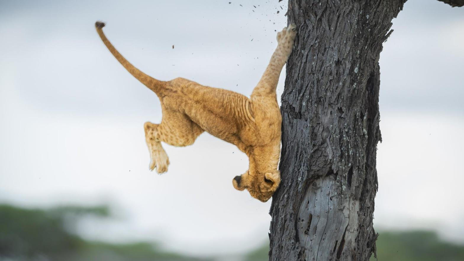 A jump goes wrong for a lion cub. (Photo: © Jennifer Hadley / Comedywildlifephoto.com)