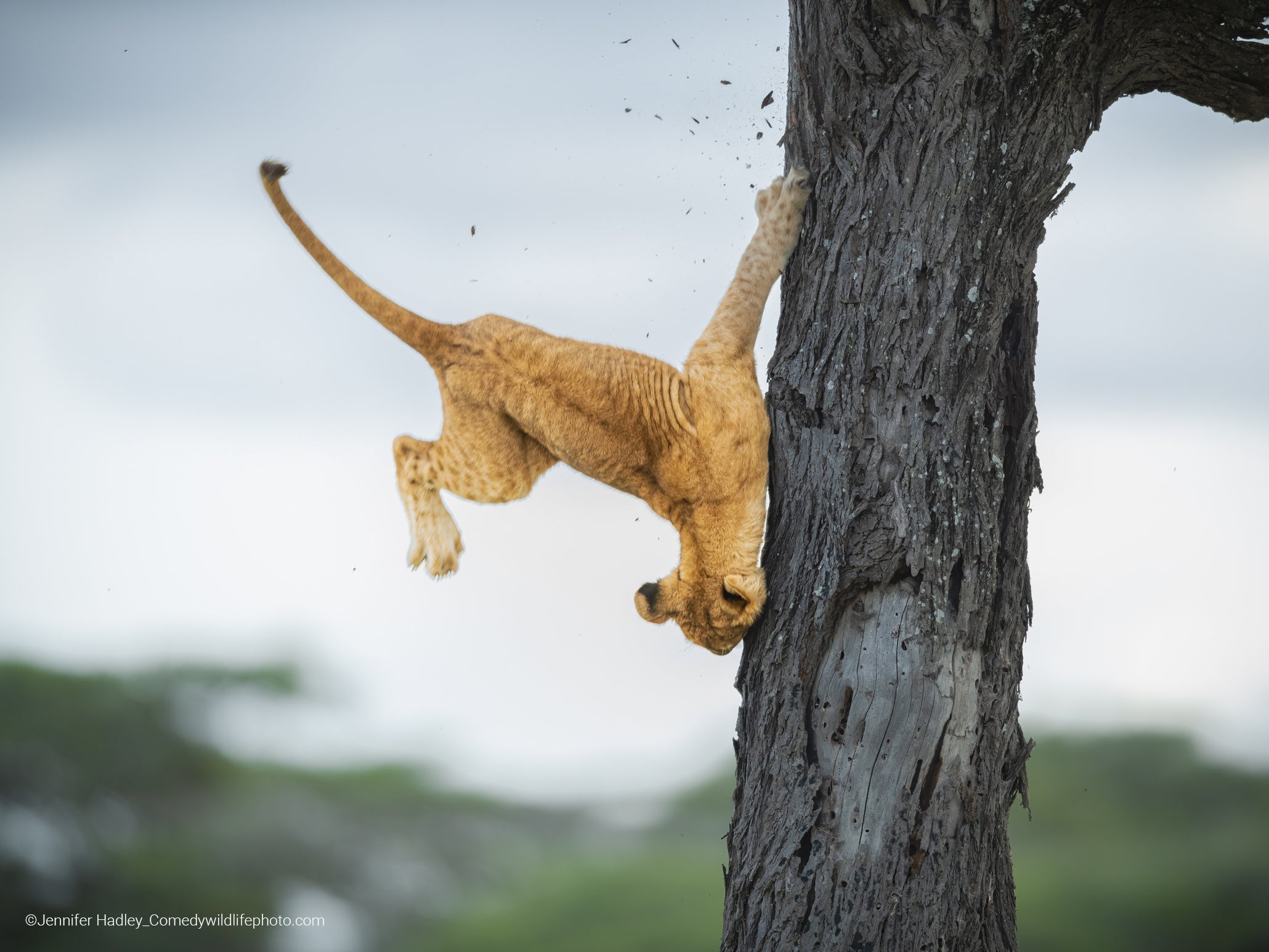 A jump goes wrong for a lion cub. (Photo: ©  Jennifer Hadley / Comedywildlifephoto.com.)