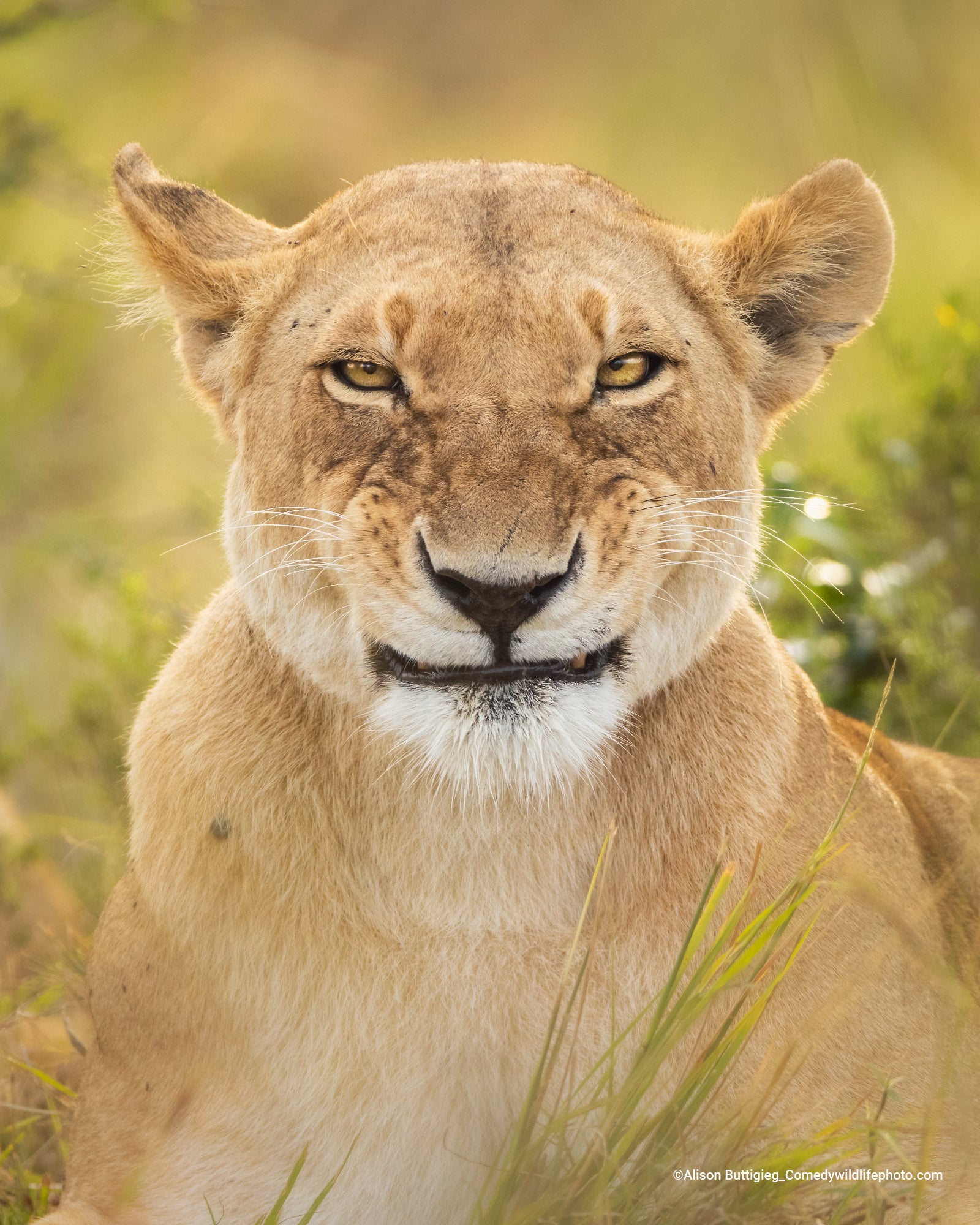 A lioness appears to grimace in this shot. (Photo: ©  Alison Buttigieg / Comedywildlifephoto.com.)