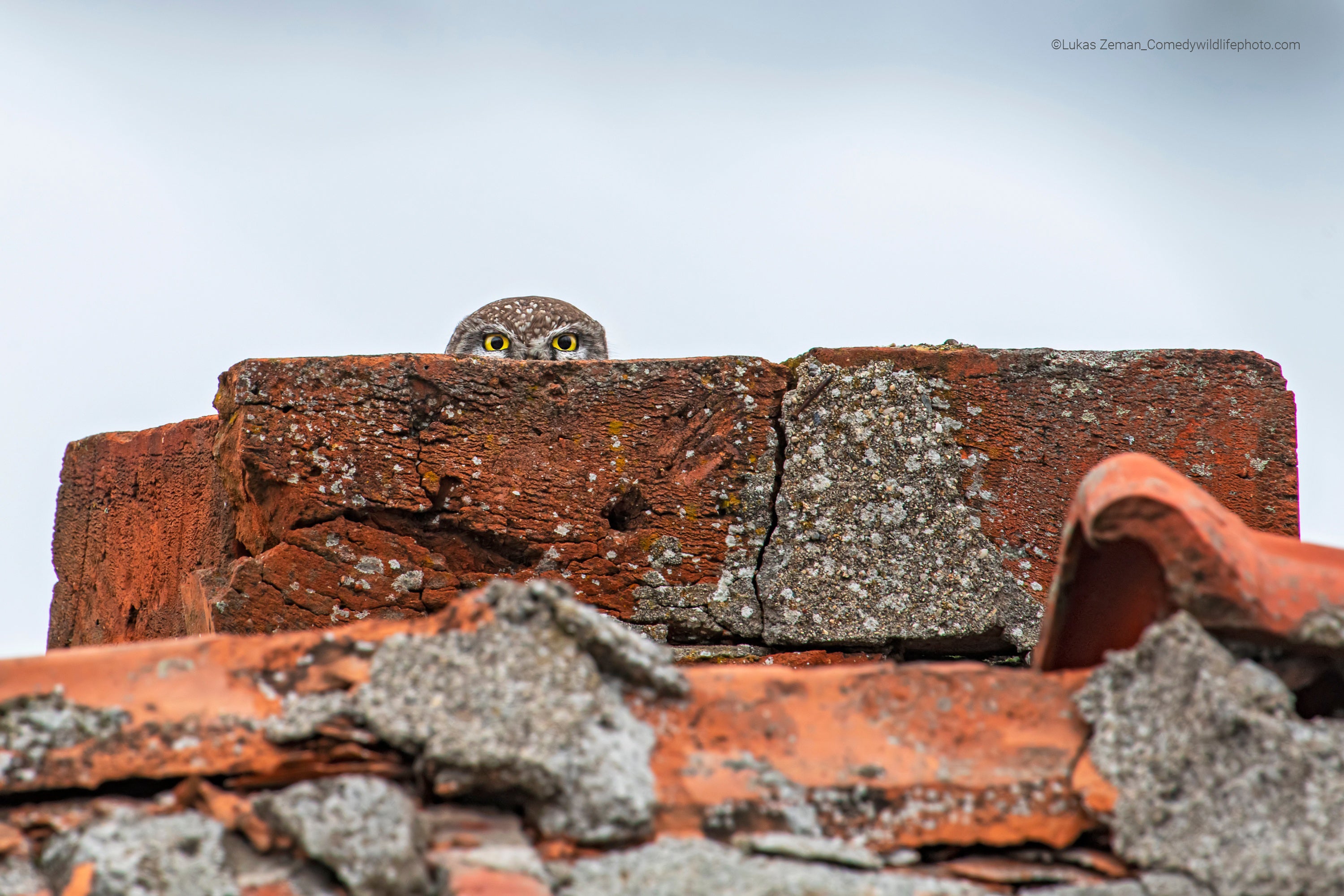 An owl pokes its head up from behind the remains of a chimney. (Photo: © Lukas Zeman / Comedywildlifephoto.com.)