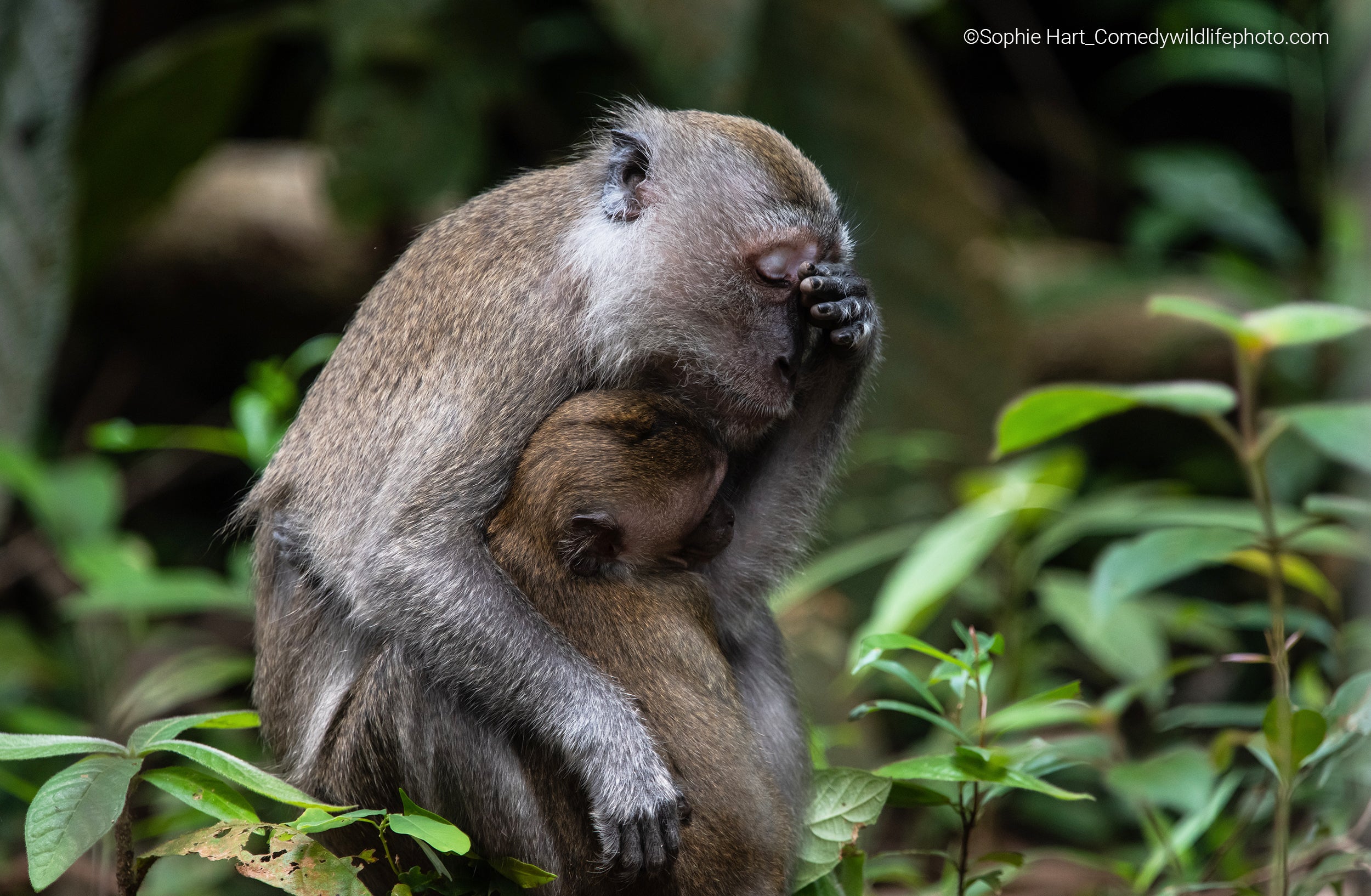 A long-tailed macaque mother appears to have had a long day. (Photo: © Sophie Hart / Comedywildlifephoto.com.)