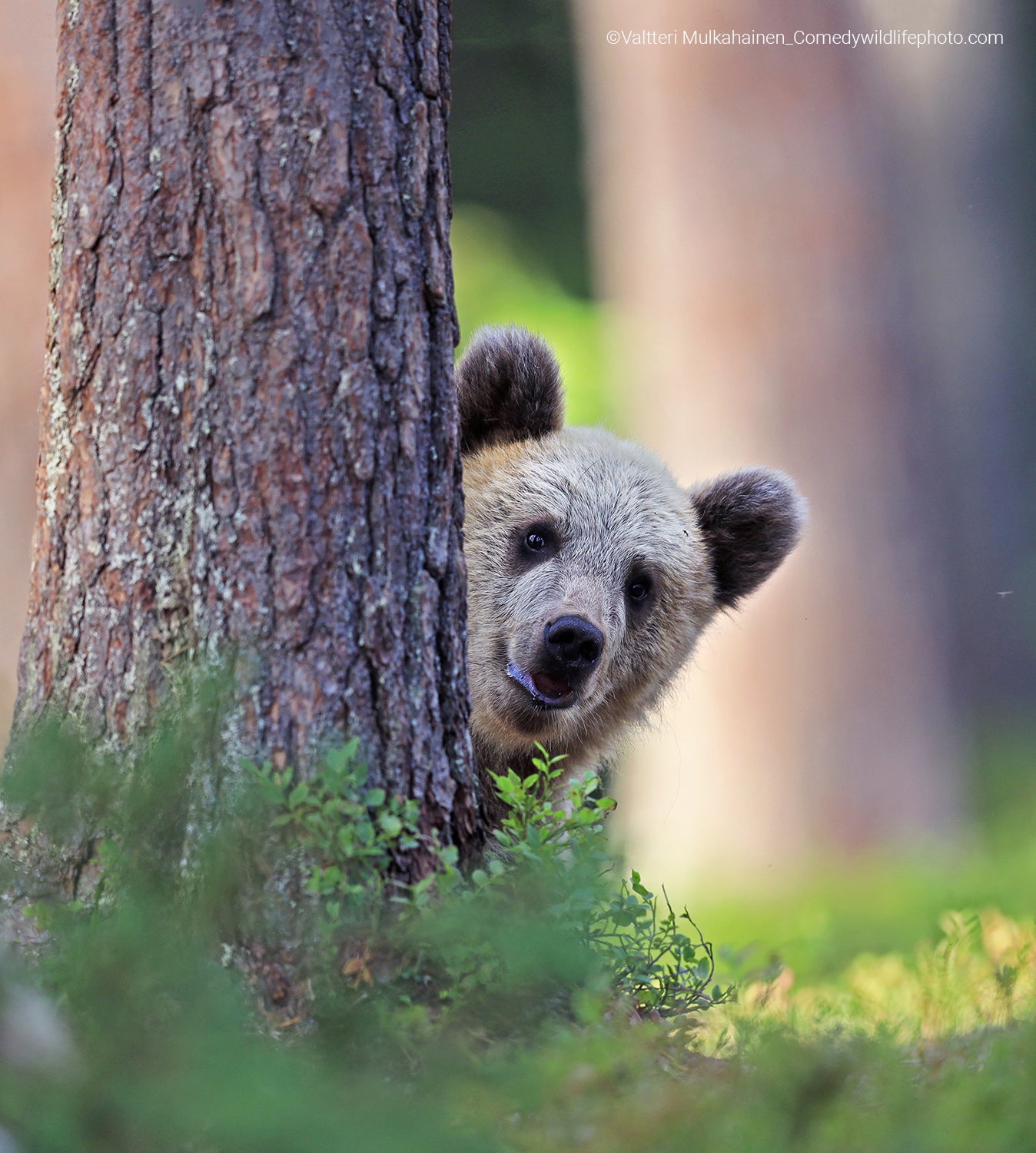 A brown bear peeks out from behind a tree. (Photo: © Valtteri Mulkahainen / Comedywildlifephoto.com.)