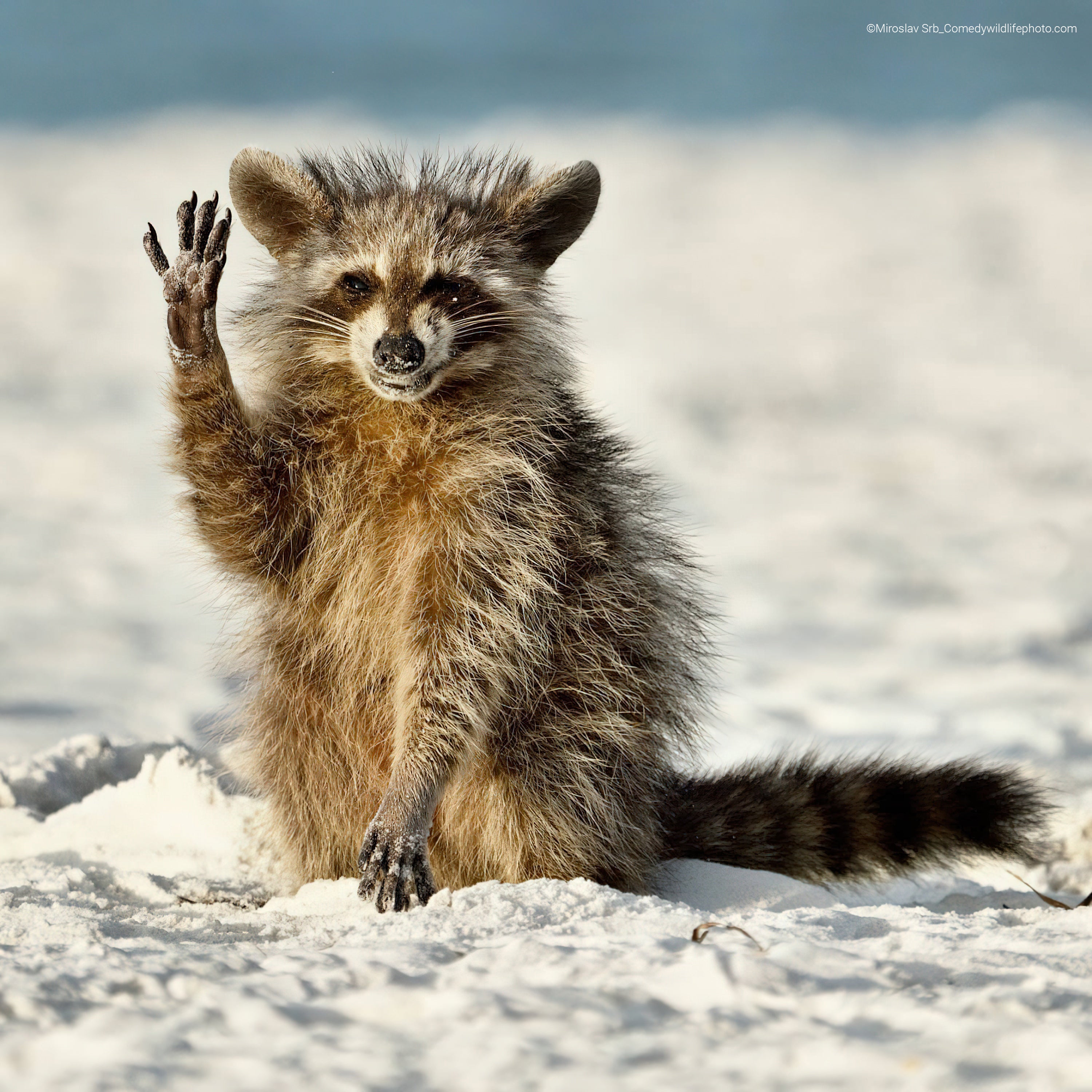 A scraggly looking raccoon appears to wave at the camera. (Photo: ©  Miroslav Srb / Comedywildlifephoto.com.)