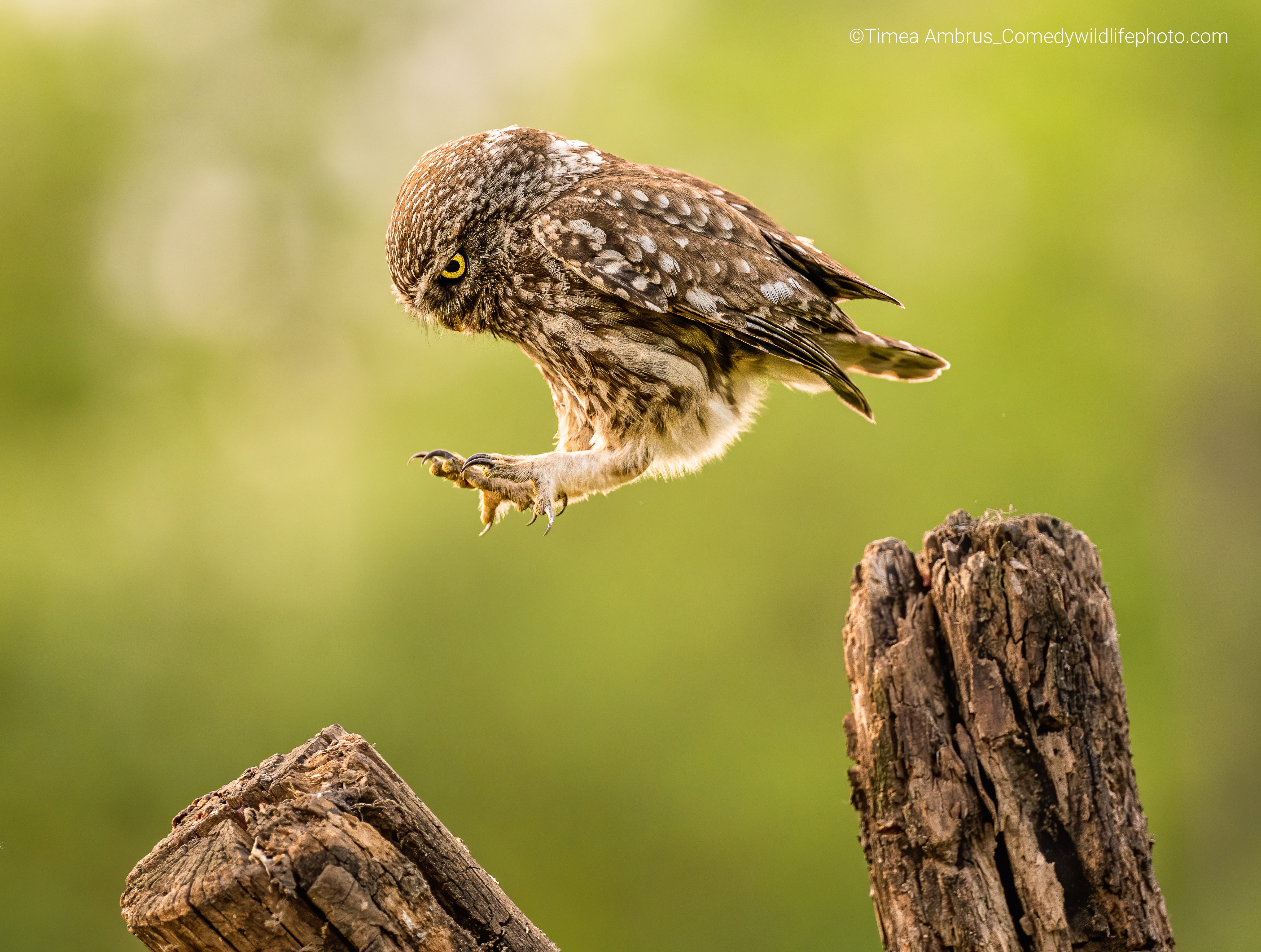 An owl hops from one branch to another. (Photo: © Tímea Ambrus / Comedywildlifephoto.com.)