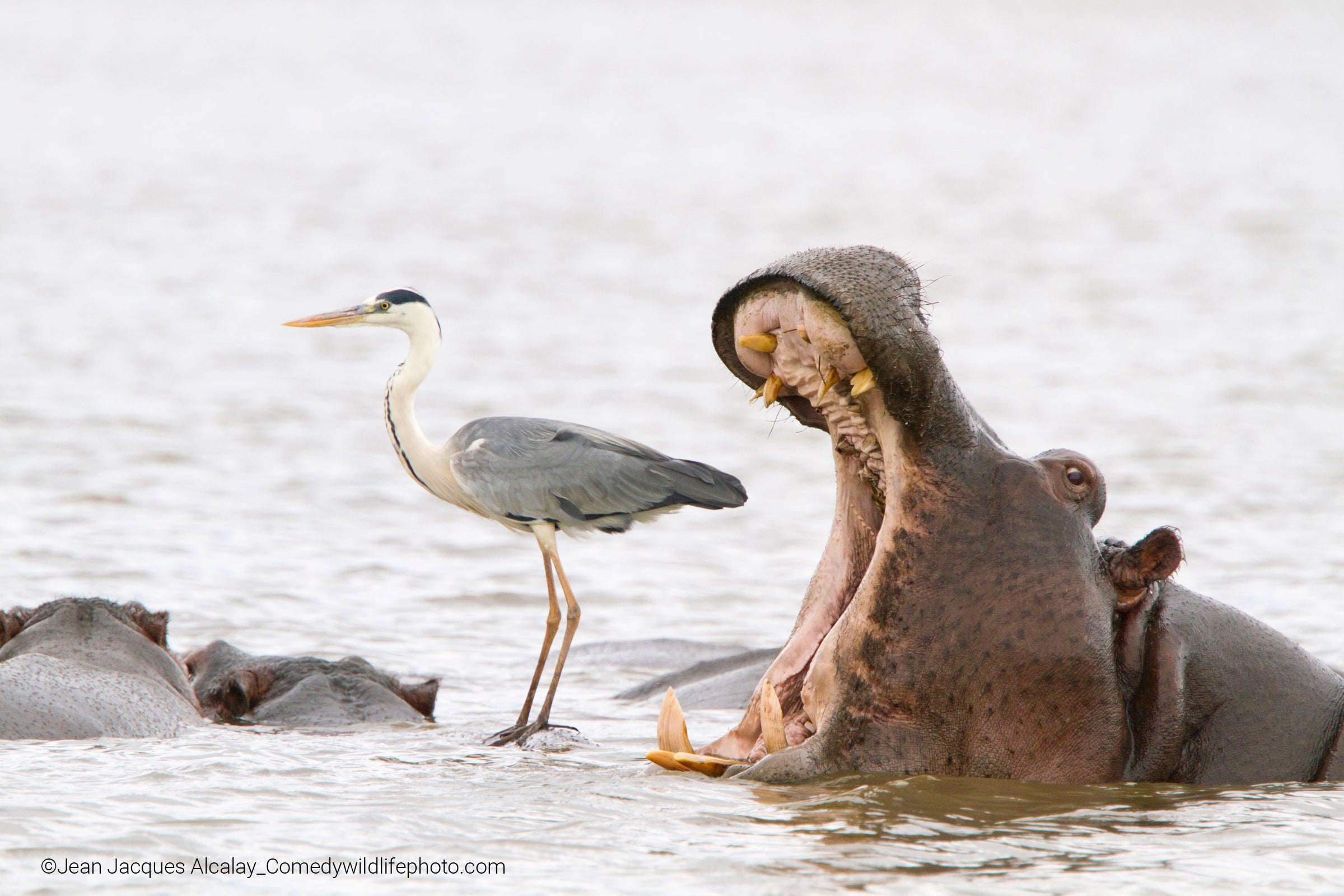 A hippo appears to try too swallow a heron. (Photo: © Jean Jacques Alcalay / Comedywildlifephoto.com.)